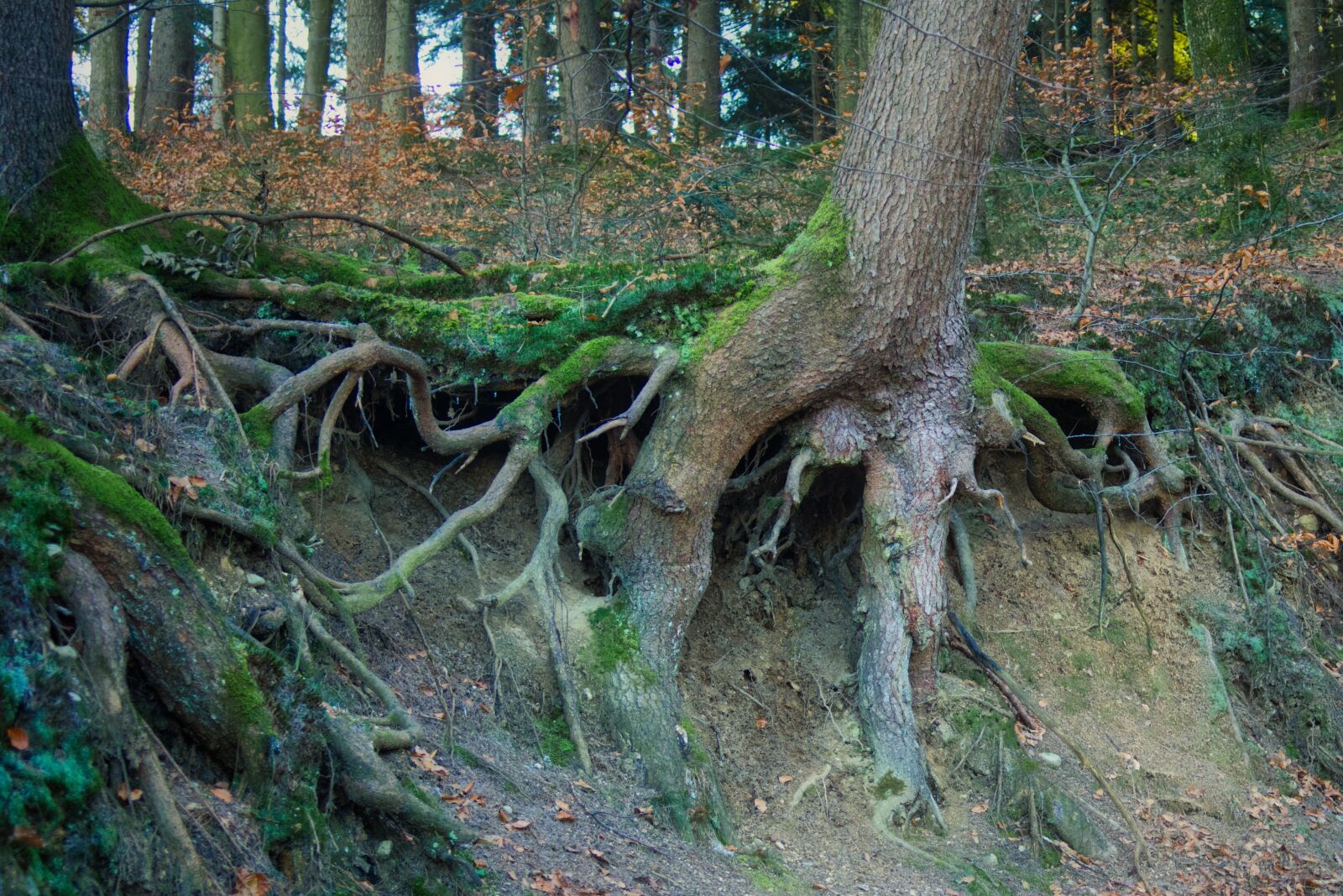 Nikon D7100 sample photo. Tree, root, rooting photography