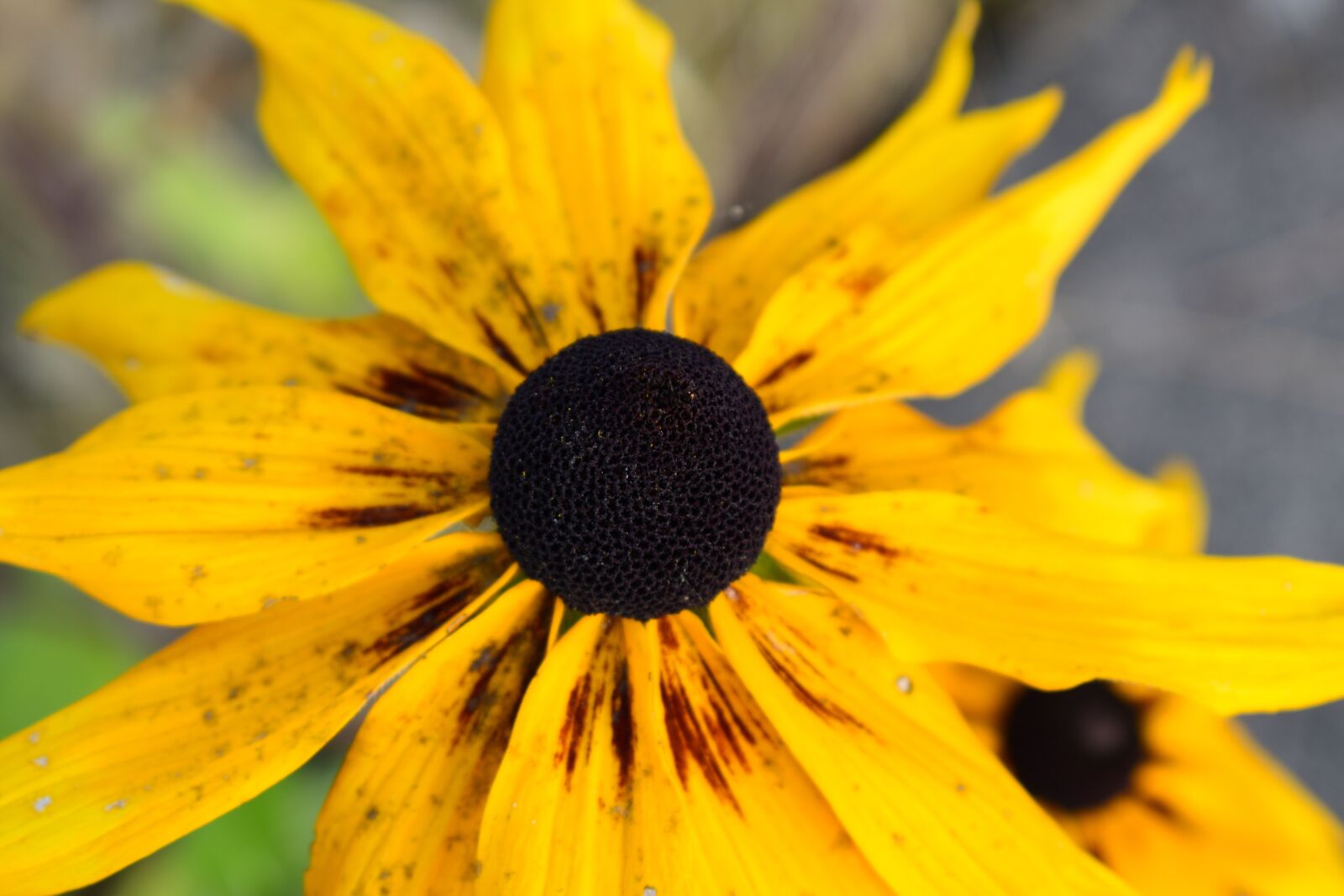 Nikon D5600 sample photo. Yellow flower, bloom petals photography