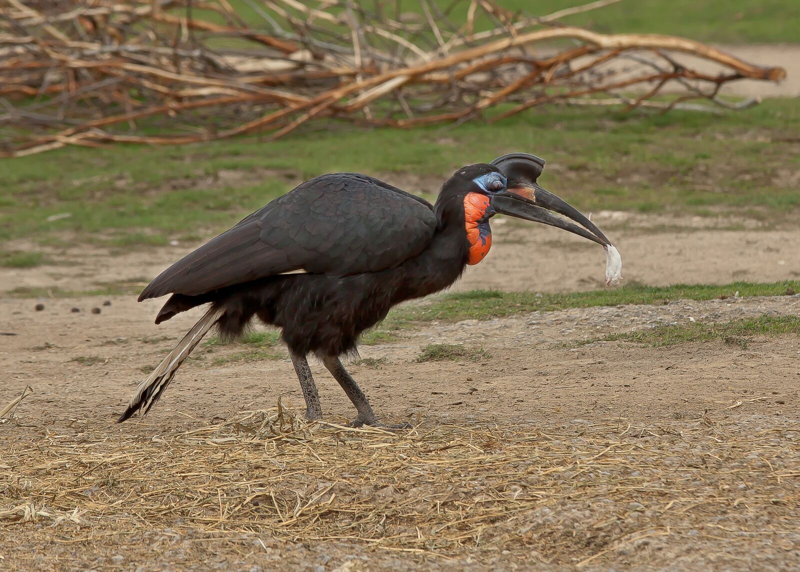 Canon EOS 50D sample photo. Ground-hornbill, bird, africa photography