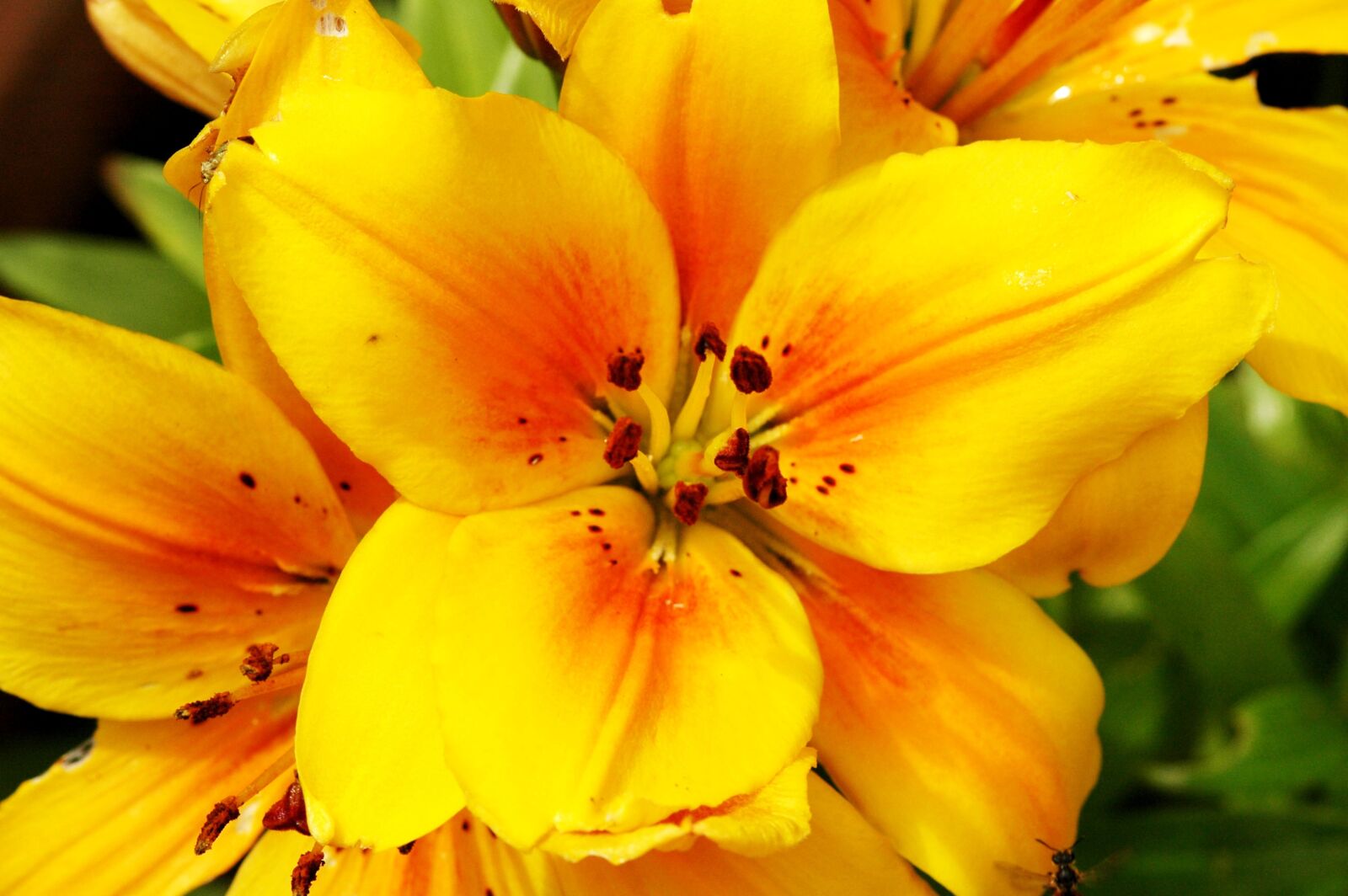 Nikon D70s sample photo. Garden, yellow, flower photography