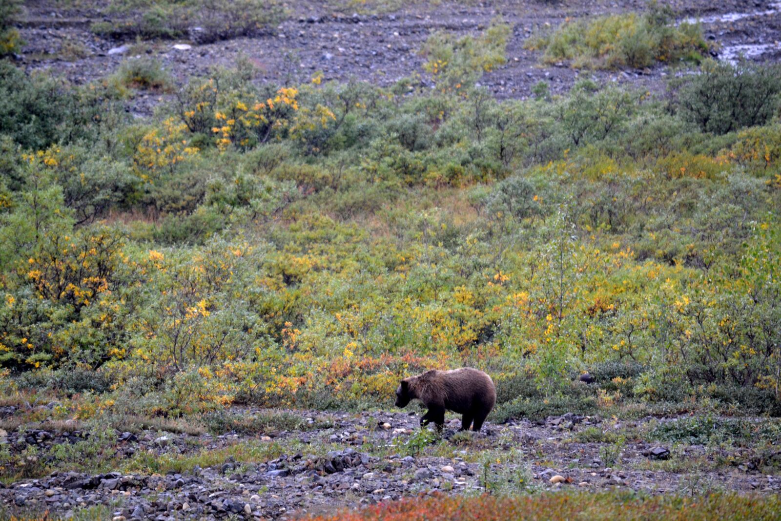 Nikon D3100 sample photo. Denali park, alaska, tundra photography