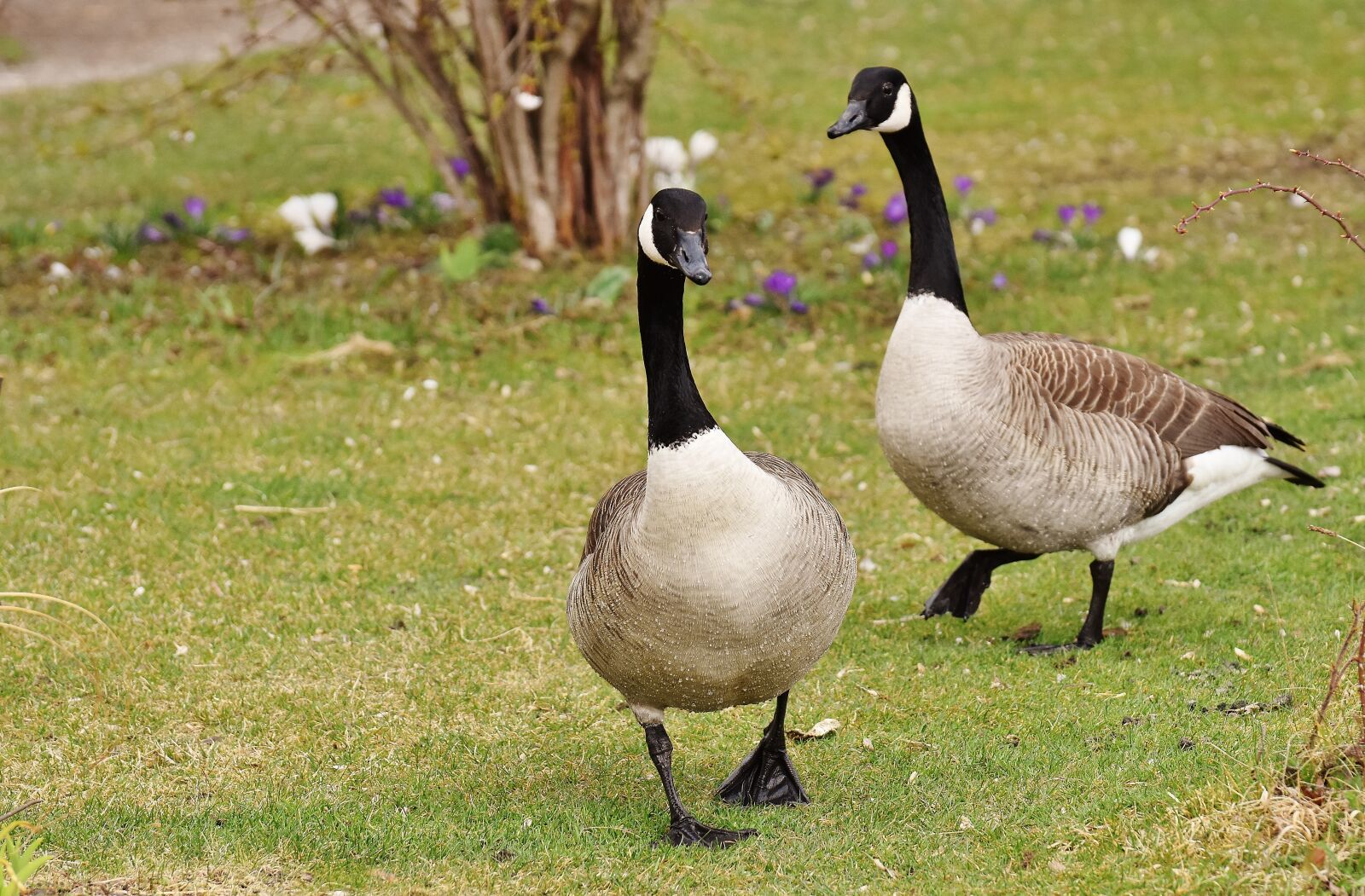 Nikon D7200 sample photo. Wild geese, poultry, pair photography