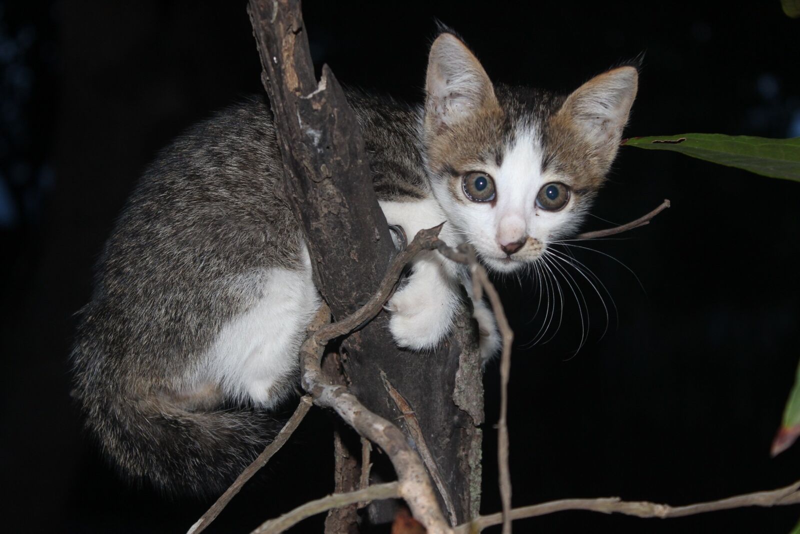 Canon EOS 600D (Rebel EOS T3i / EOS Kiss X5) sample photo. Cat, kitten, animal photography