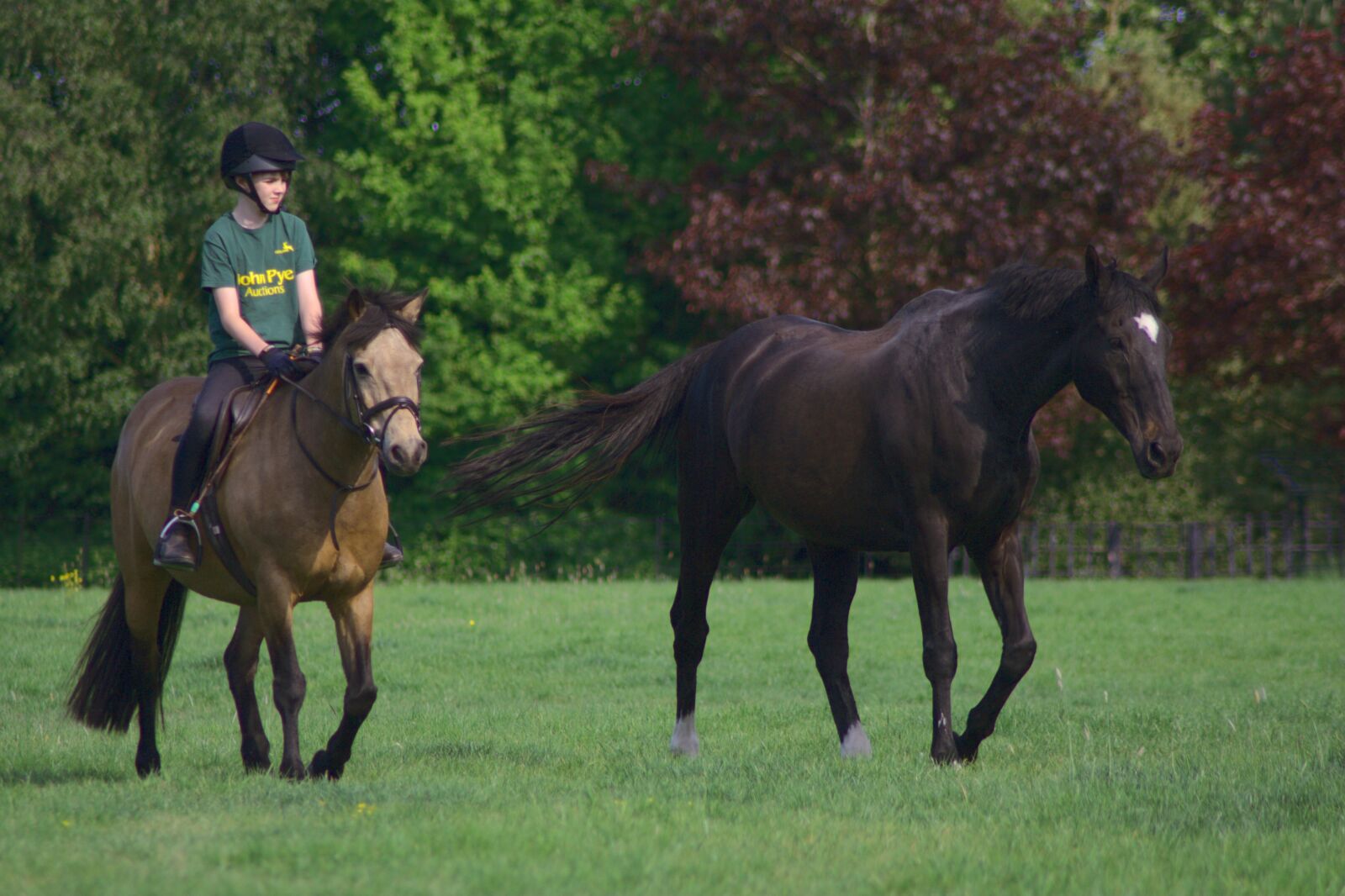 Canon EOS 350D (EOS Digital Rebel XT / EOS Kiss Digital N) sample photo. Horses, equine, equestrian photography