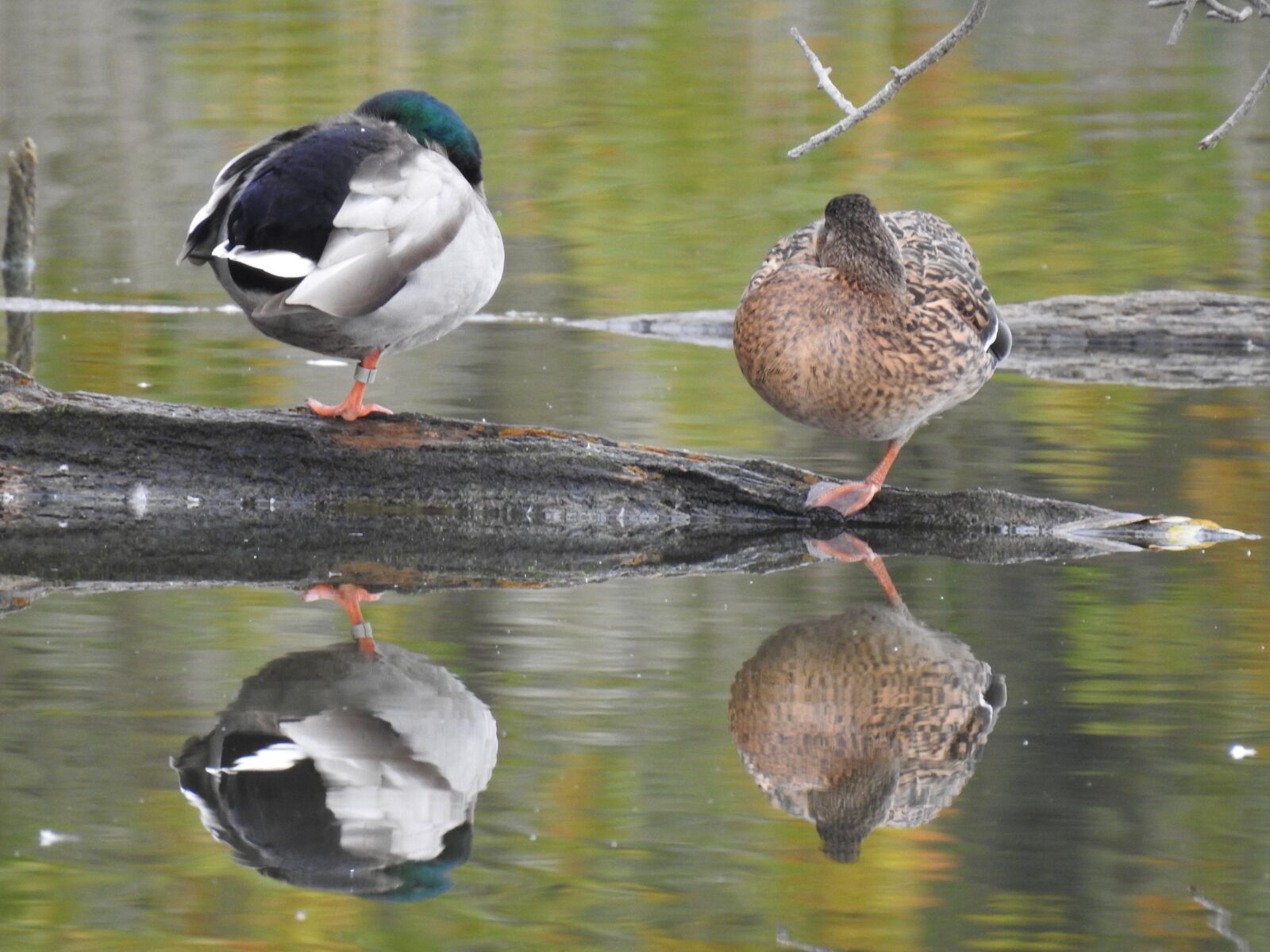 Nikon Coolpix P900 sample photo. Duck, mallard, couple photography