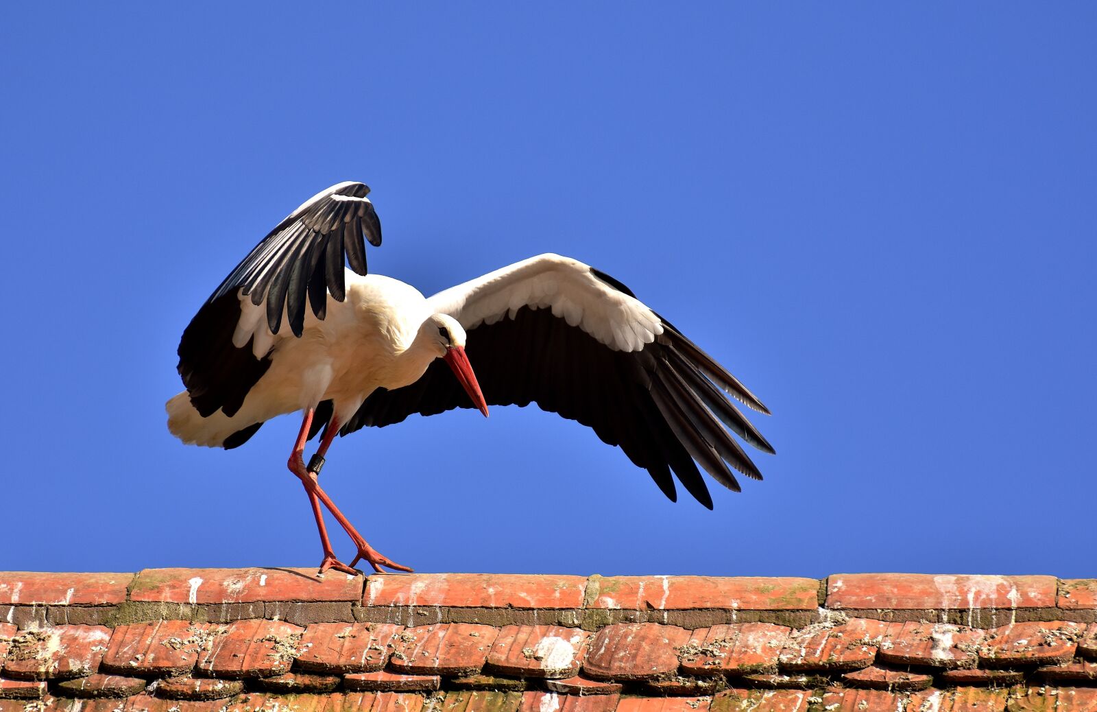 Nikon D7200 sample photo. Stork, bird, flying photography