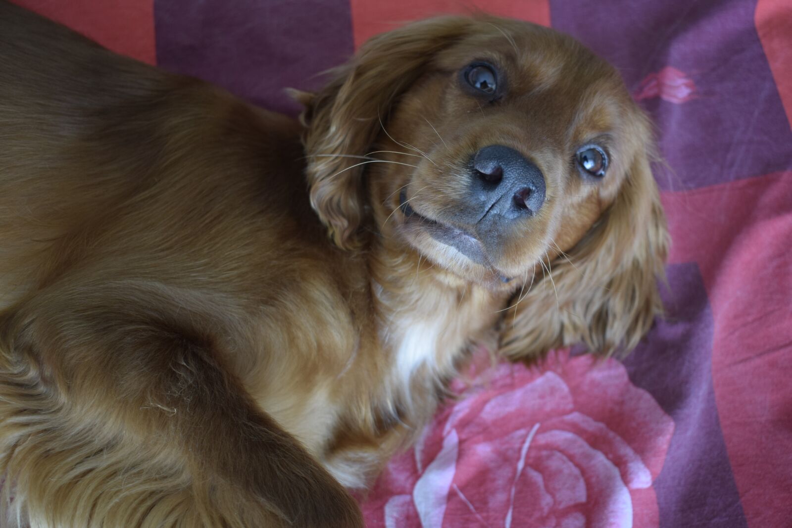 Nikon D3300 sample photo. Dog, beautiful, animal photography