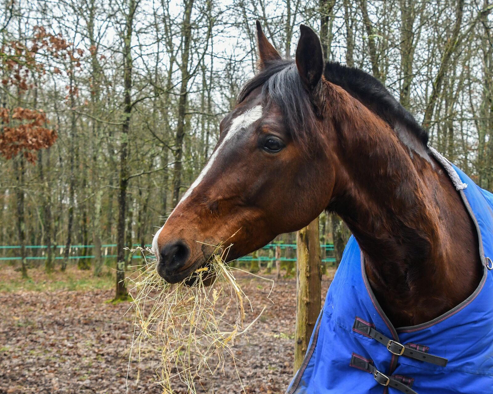 Nikon D500 sample photo. Horse, eat, hay photography