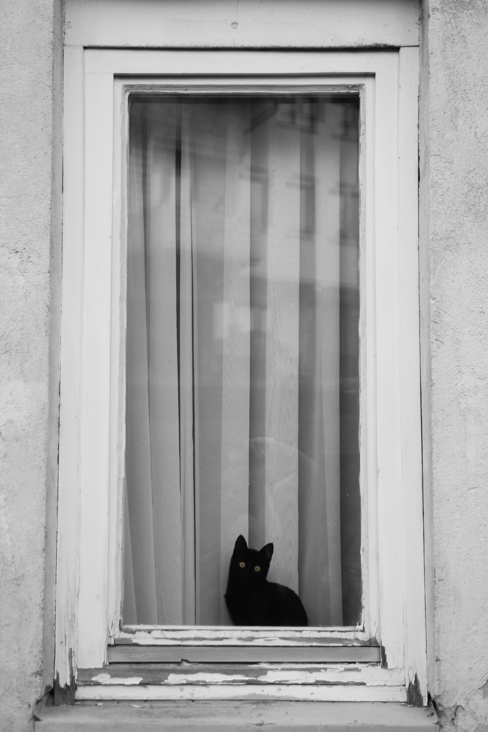 Canon EOS 600D (Rebel EOS T3i / EOS Kiss X5) sample photo. Black, cat, animal photography