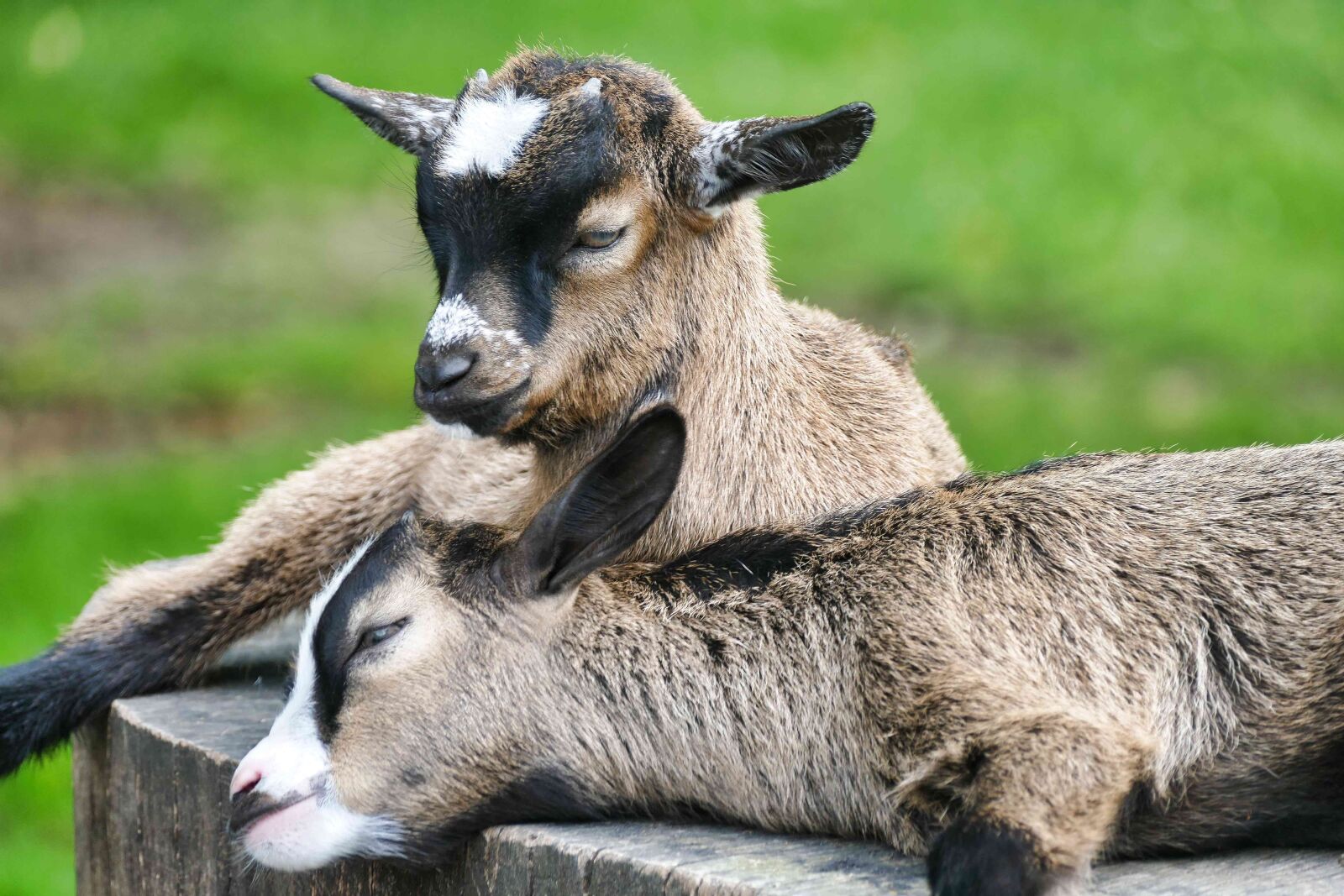 Panasonic Lumix DMC-FZ1000 sample photo. Goat, kid, small goat photography