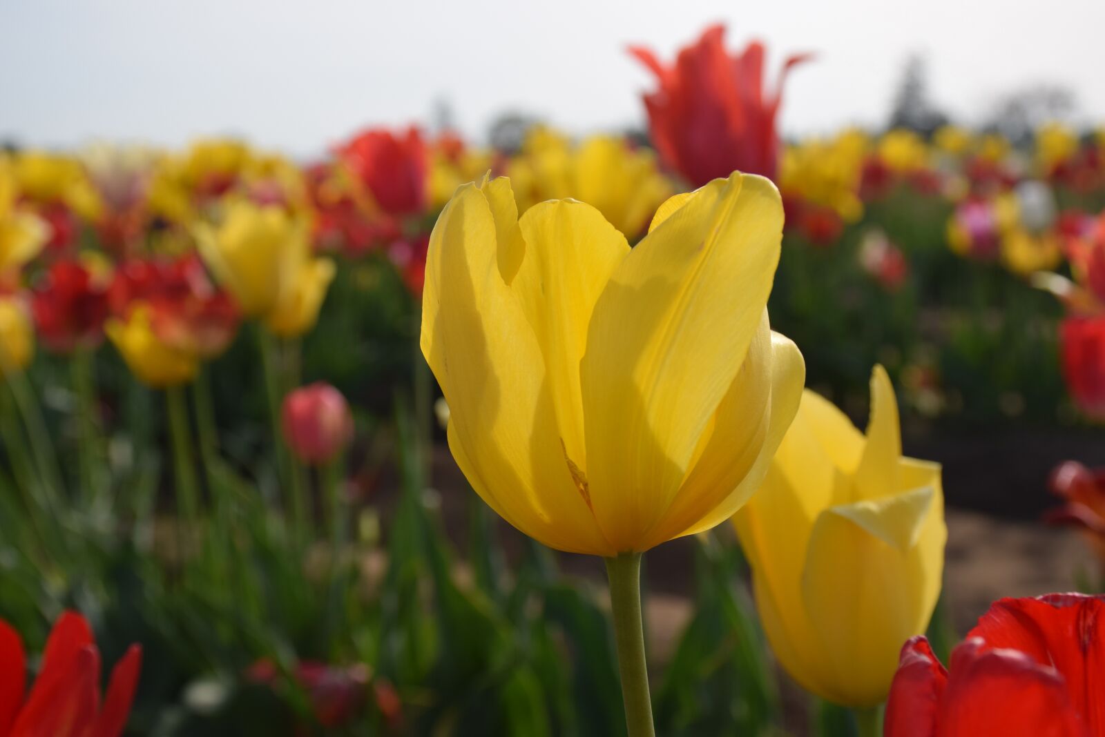 Nikon D5300 sample photo. Flowers, blooms, blossom photography