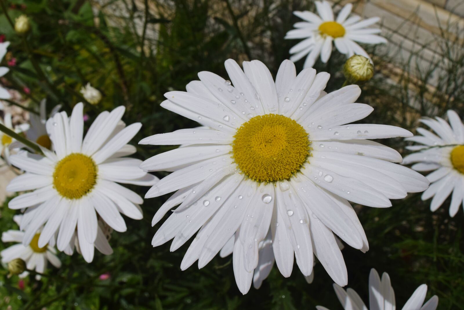 Nikon D5300 sample photo. Flower, margaret, spring photography
