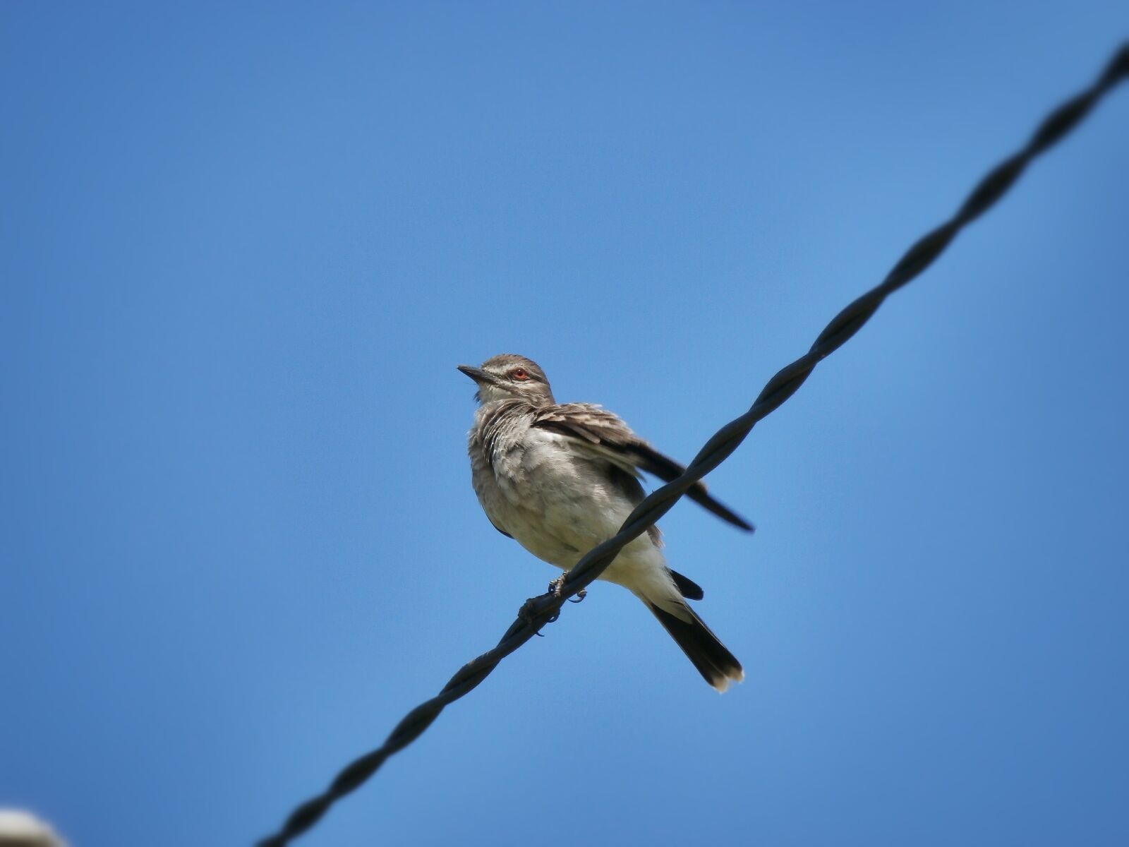 Olympus SZ-15,DZ-100 sample photo. Ave, bird, centered photography
