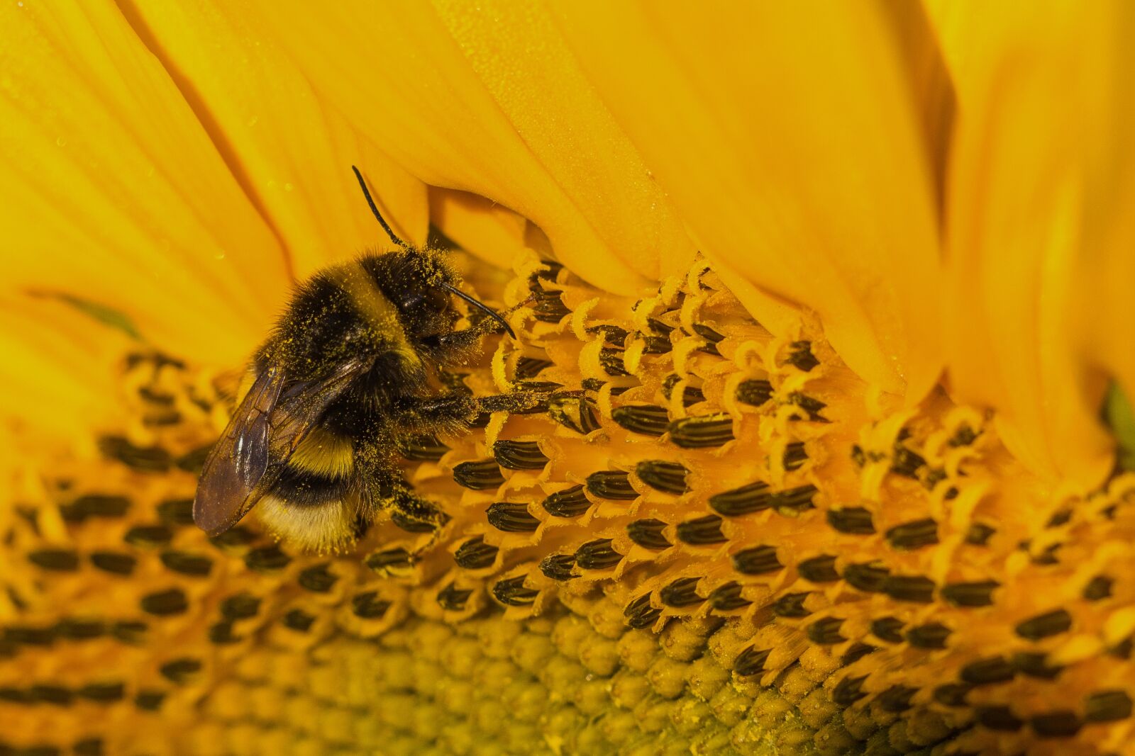 Canon EF 100mm F2.8L Macro IS USM sample photo. Sunflower, yellow, hummel photography