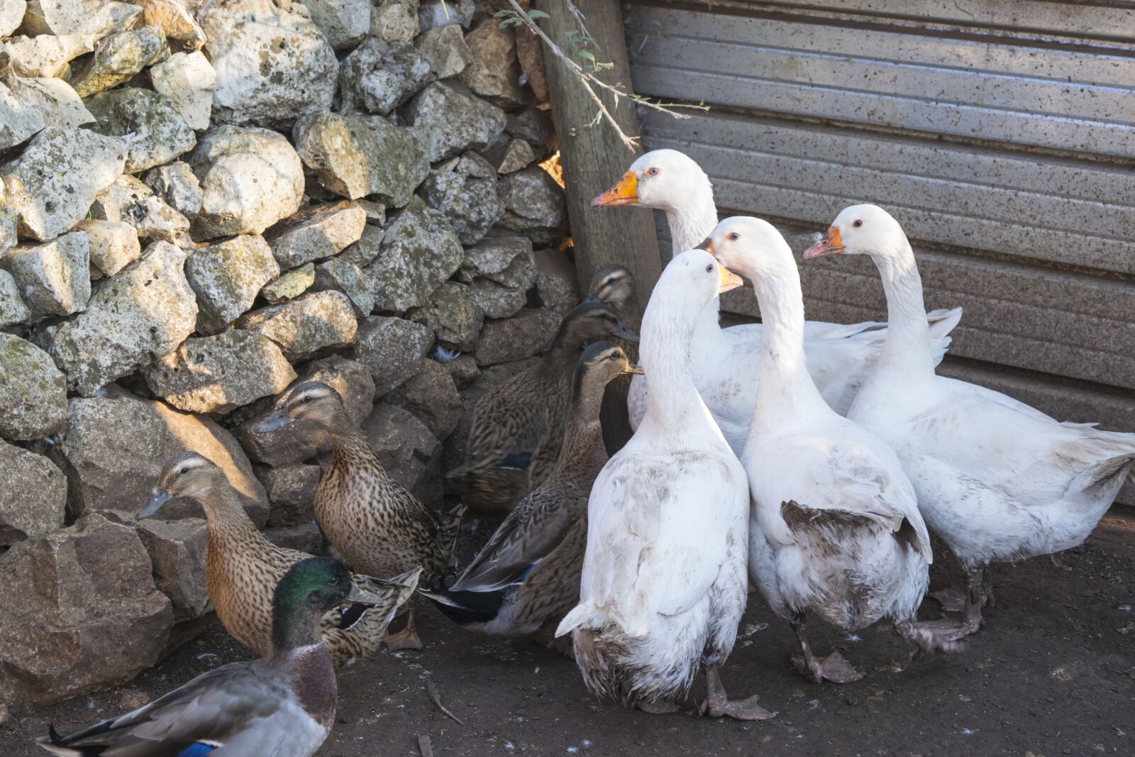 Nikon D5300 sample photo. Oca, nature, bestiama photography