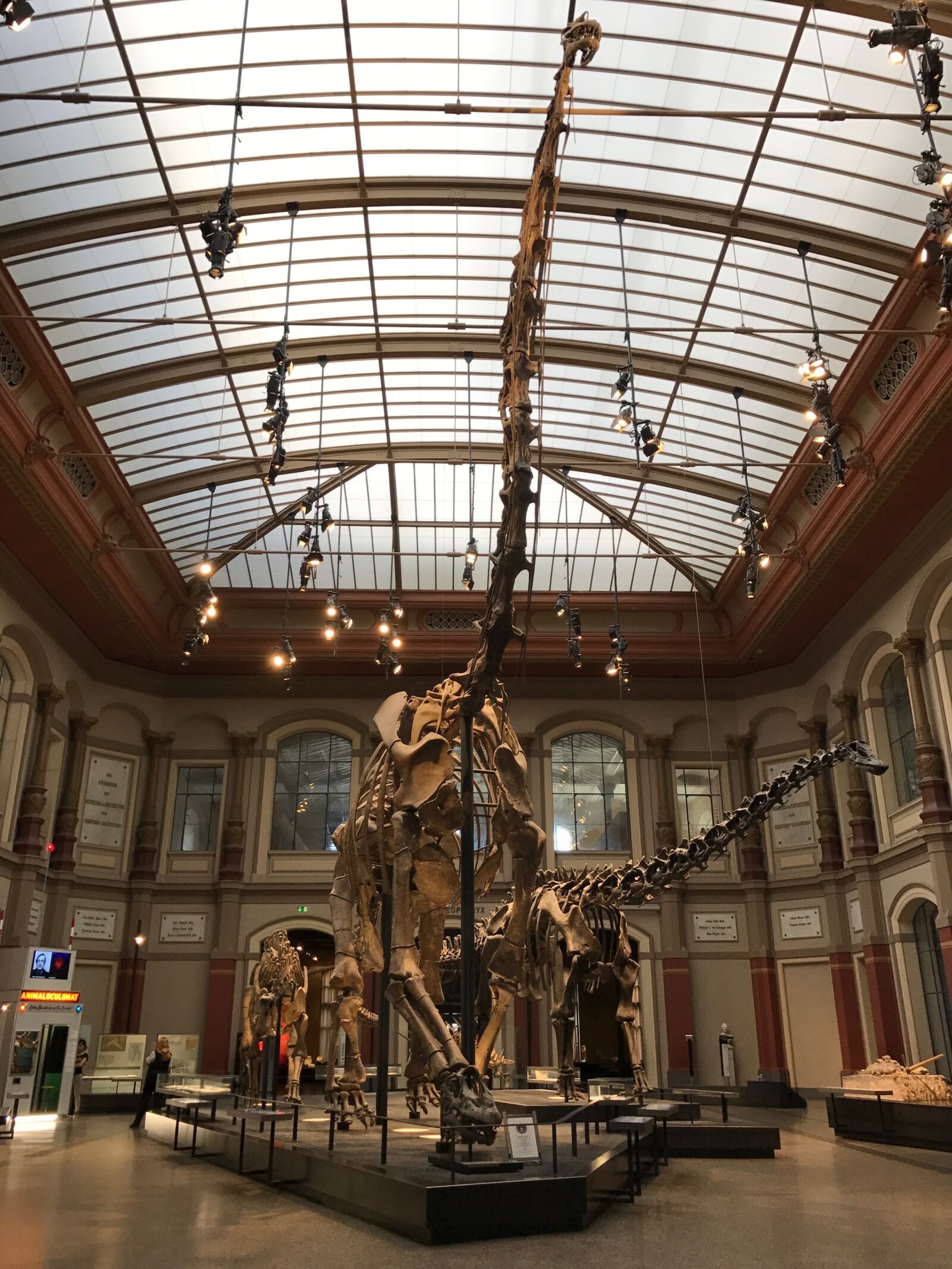iPhone 7 back camera 3.99mm f/1.8 sample photo. Dinosaur, museum, t rex photography