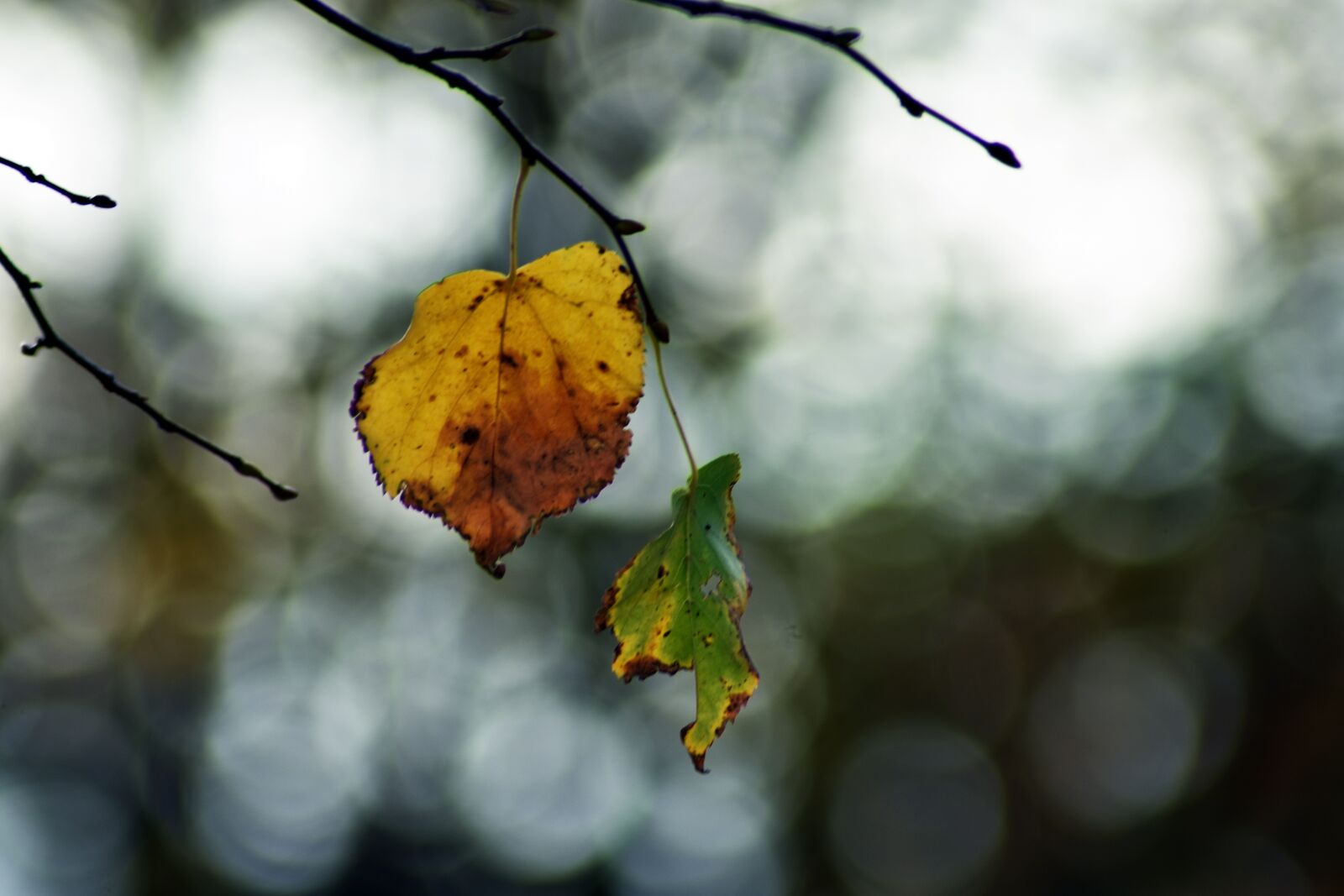 Nikon D3400 sample photo. Holidays, branch, color photography