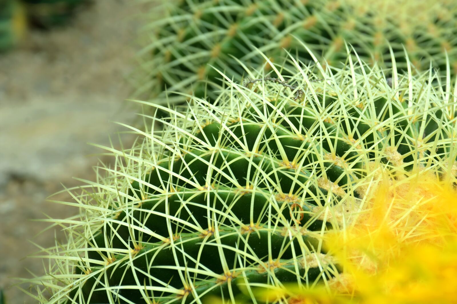 Nikon D7100 sample photo. Cactus, flower, desert photography