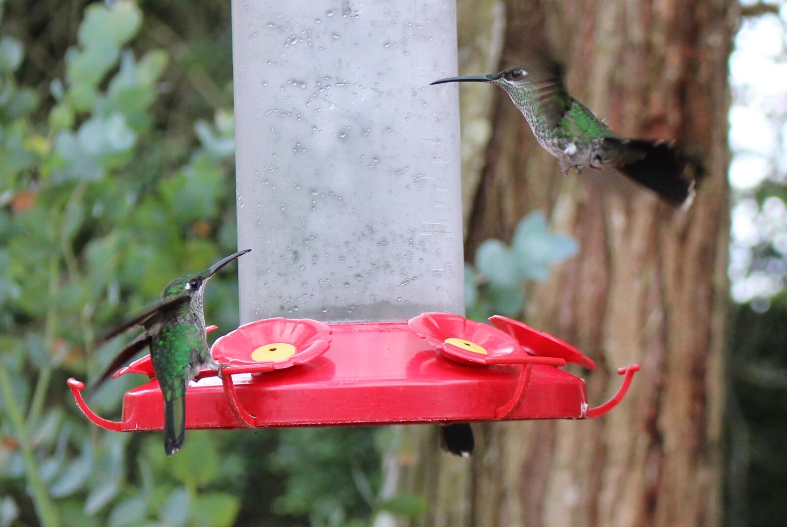Canon EOS 100D (EOS Rebel SL1 / EOS Kiss X7) sample photo. Bird, couple, hummingbird photography