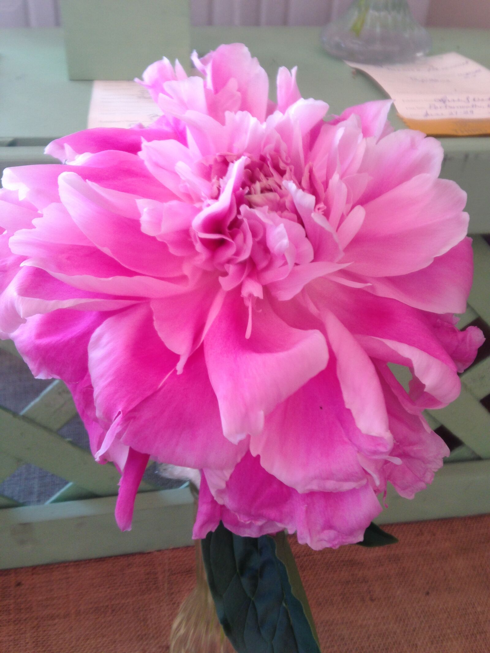 iPhone 5 back camera 4.12mm f/2.4 sample photo. Pink, fuchsia, flower photography