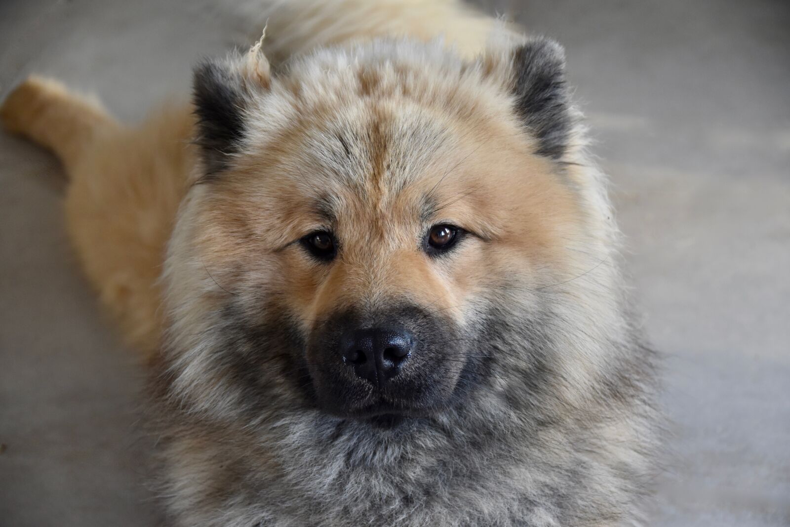 Nikon D5600 sample photo. Dog, dog eurasier, dog photography
