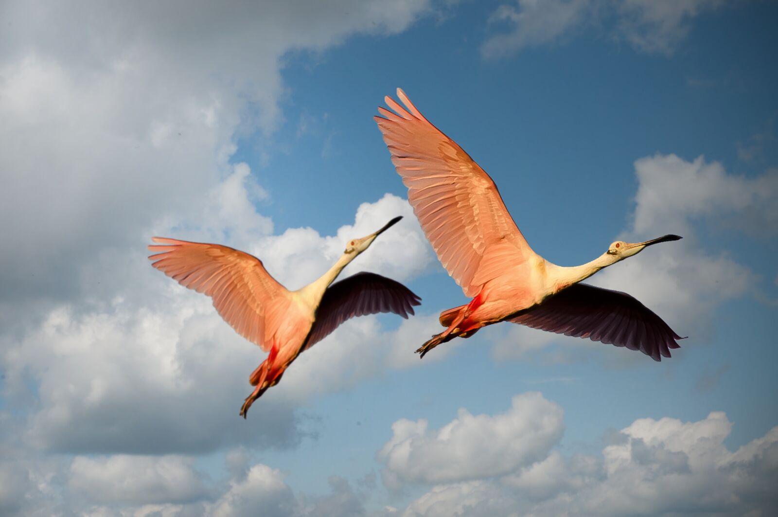 Nikon D90 sample photo. Animals, flamingos, birds photography