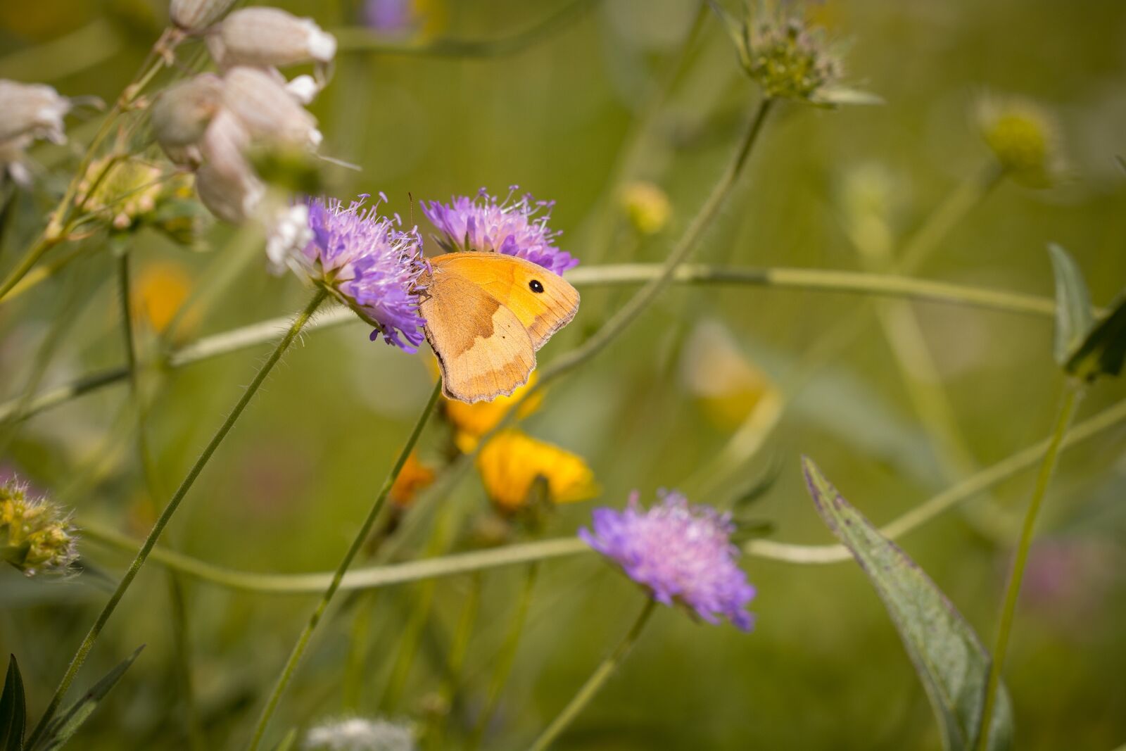 Nikon D7100 sample photo. Meadow, summer meadow, wild photography