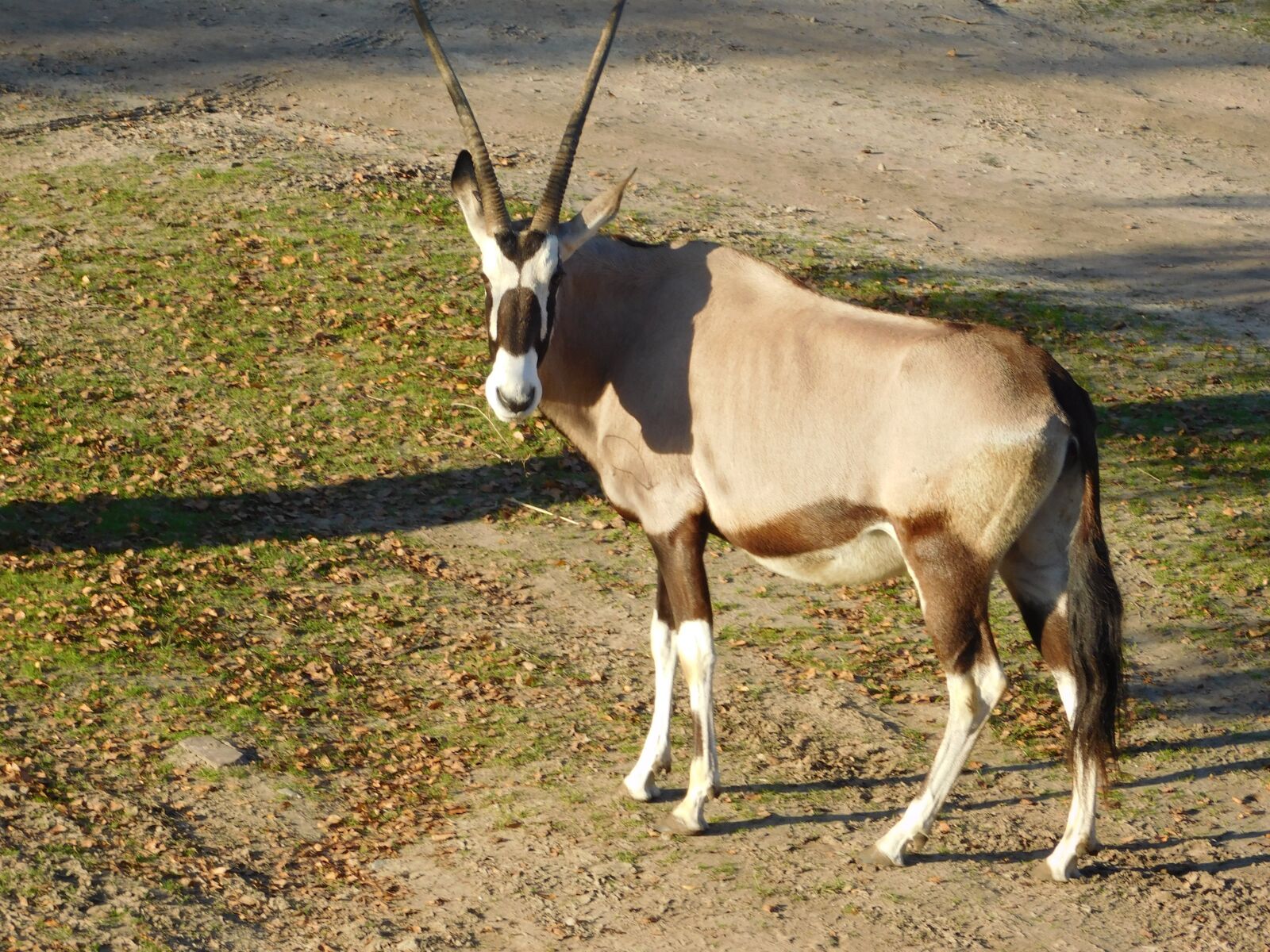 Nikon Coolpix L840 sample photo. Africa, safari park, wild photography