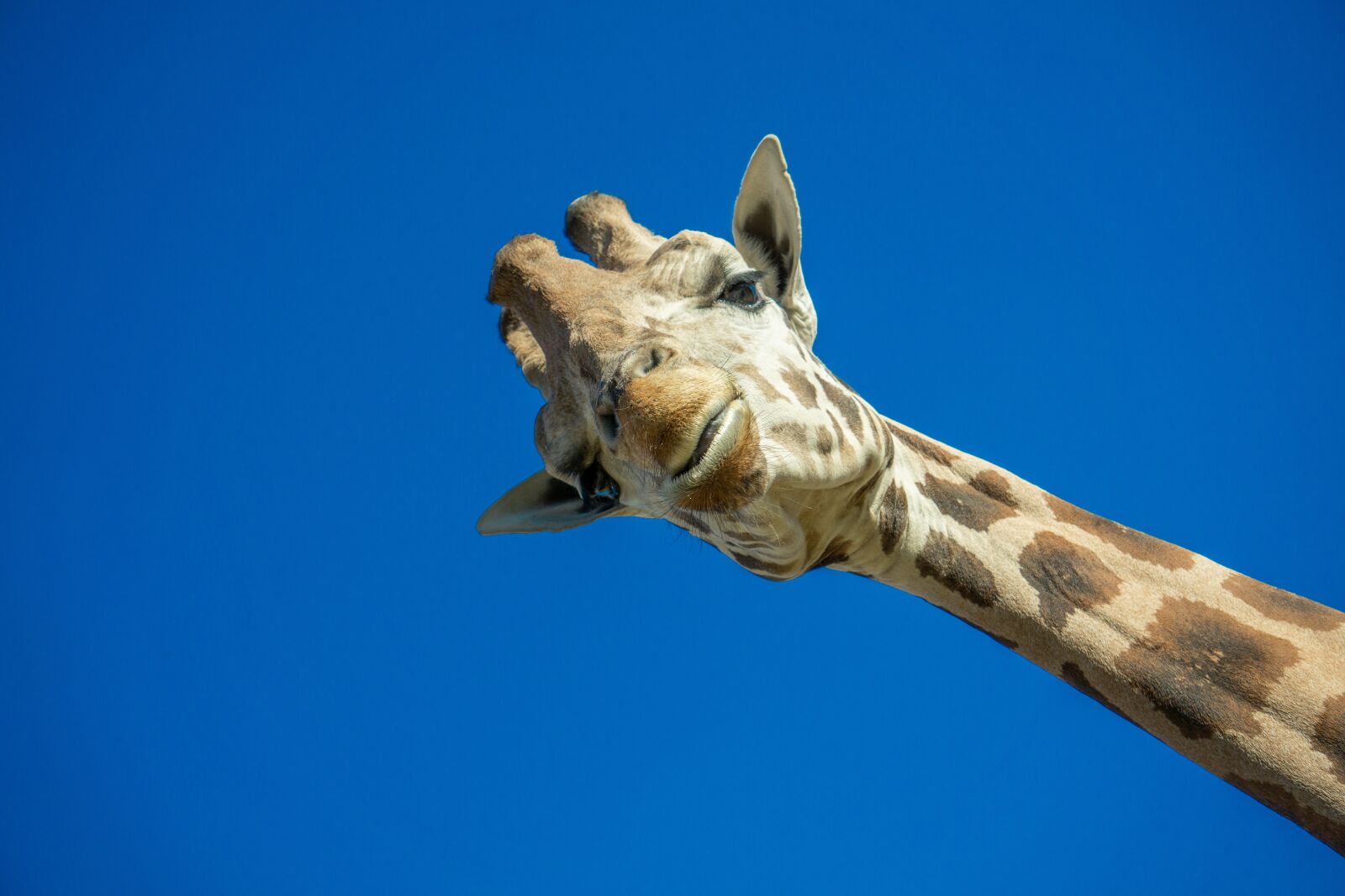 Sony E 55-210mm F4.5-6.3 OSS sample photo. Giraffe, in the wild photography