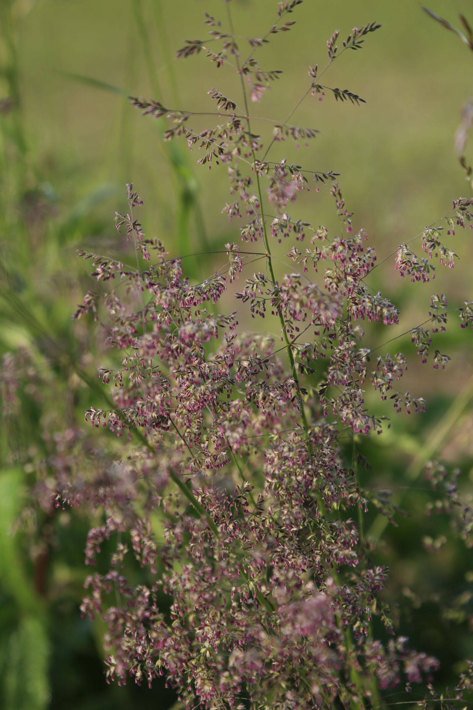 Canon EF 24-105mm F4L IS USM sample photo. Grasses, halme, meadow photography