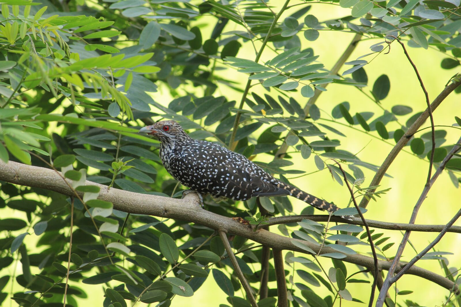 Canon EOS 1300D (EOS Rebel T6 / EOS Kiss X80) sample photo. Asian koel female, koel photography