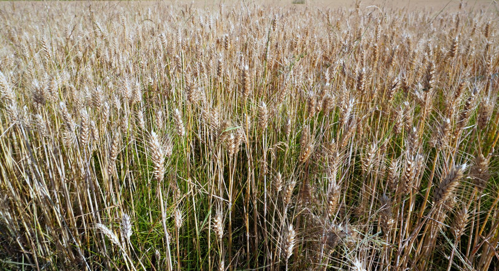 Sony a6400 sample photo. Grain, cereals, cornfield photography