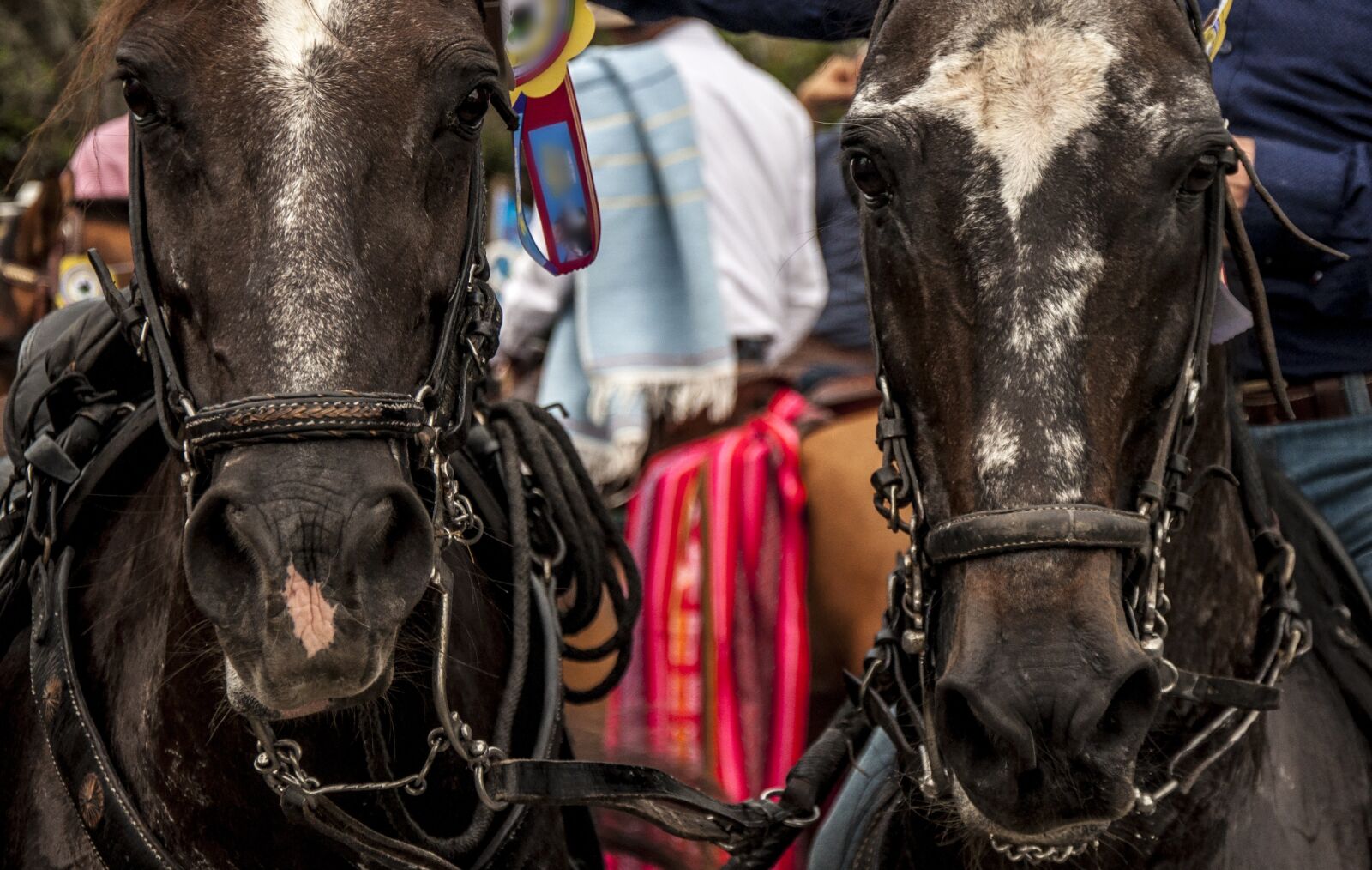 Nikon D90 sample photo. Horses, ride, horses throw photography