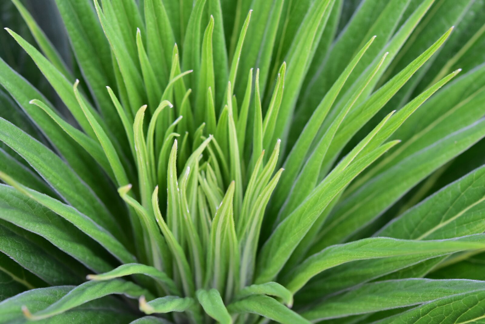 Nikon D5600 sample photo. Plant, green plant, leaves photography