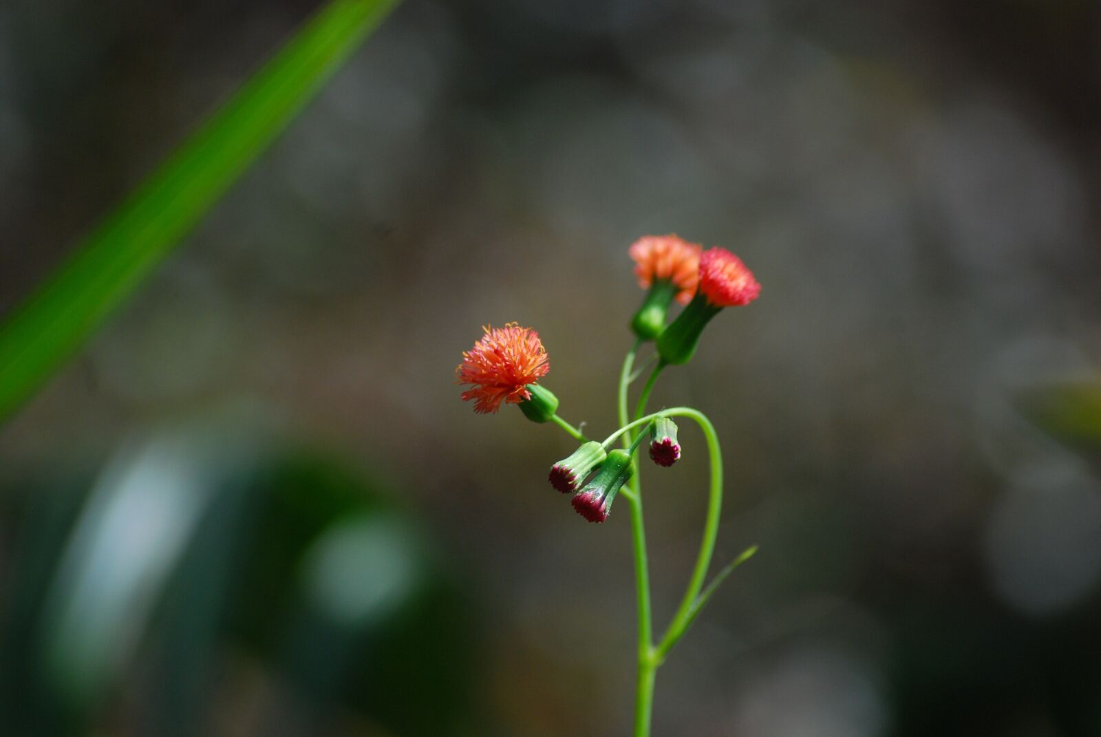 Nikon D80 sample photo. Flower, nature, red photography