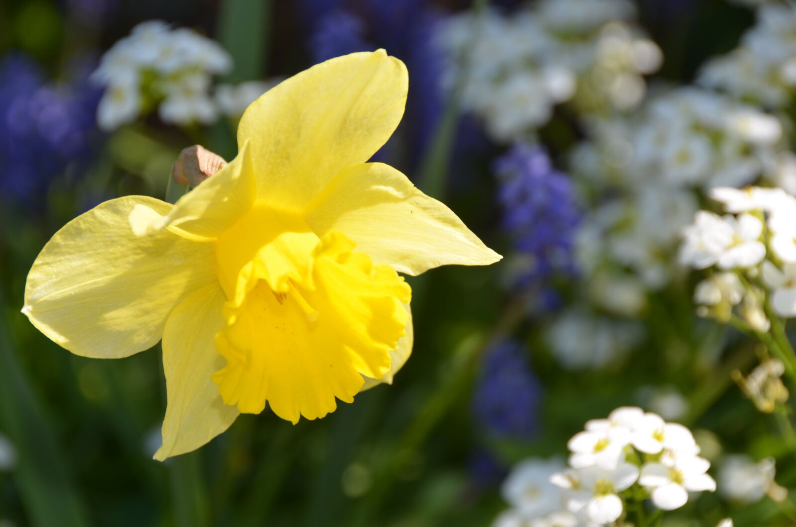 Nikon D7000 sample photo. Daffodil, yellow, spring photography