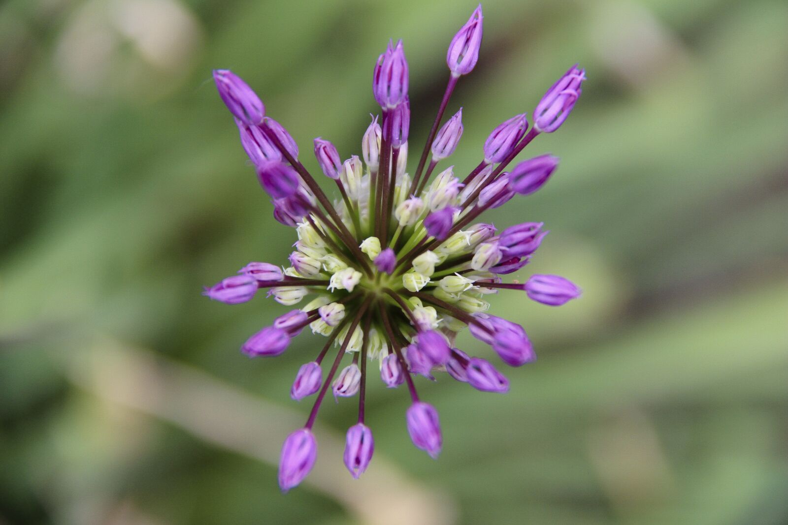 Canon EOS 650D (EOS Rebel T4i / EOS Kiss X6i) sample photo. Flower, lilac, flowers photography