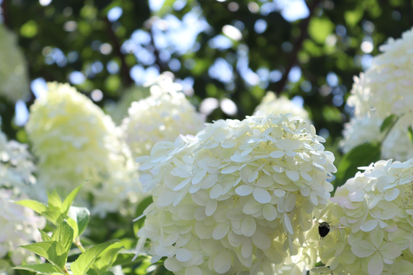 Canon EOS 200D (EOS Rebel SL2 / EOS Kiss X9) sample photo. Tags flowers, hydrangea, bloom photography