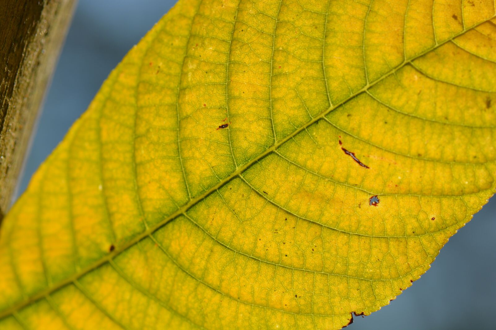 Nikon D5200 sample photo. Sheet, veins, autumn photography