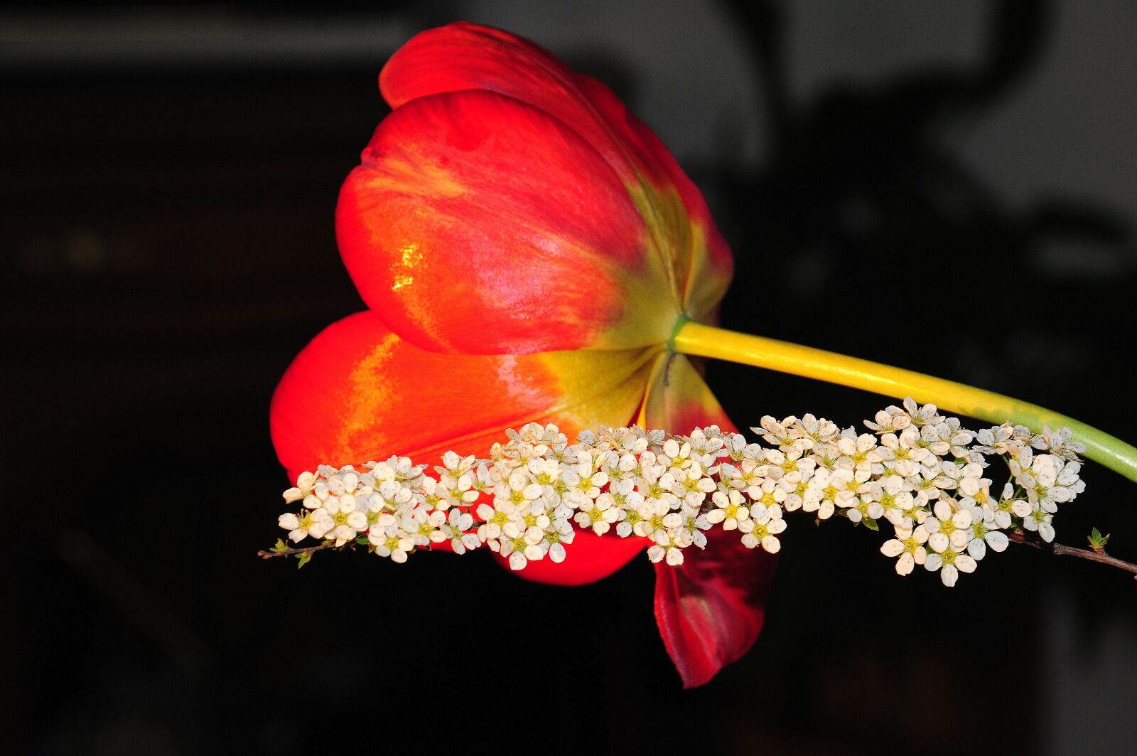 Nikon D300S sample photo. Tulip, blossom, bloom photography