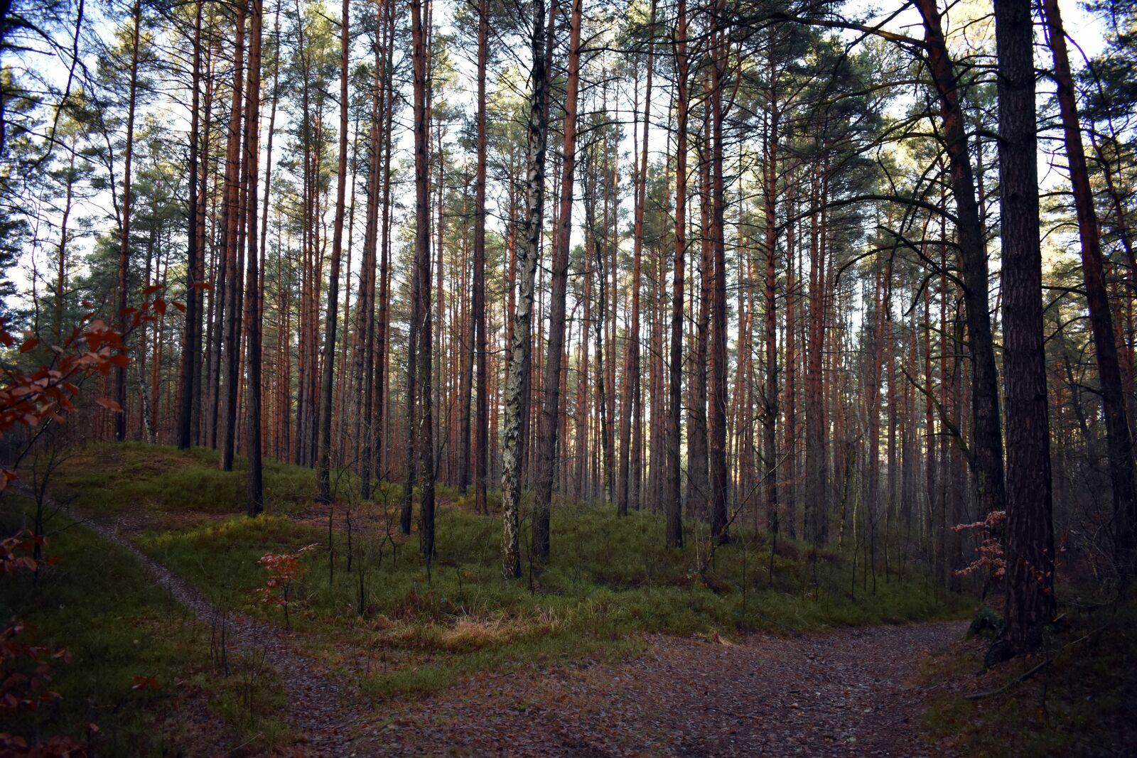 Nikon D3400 sample photo. Forest, way, fork photography