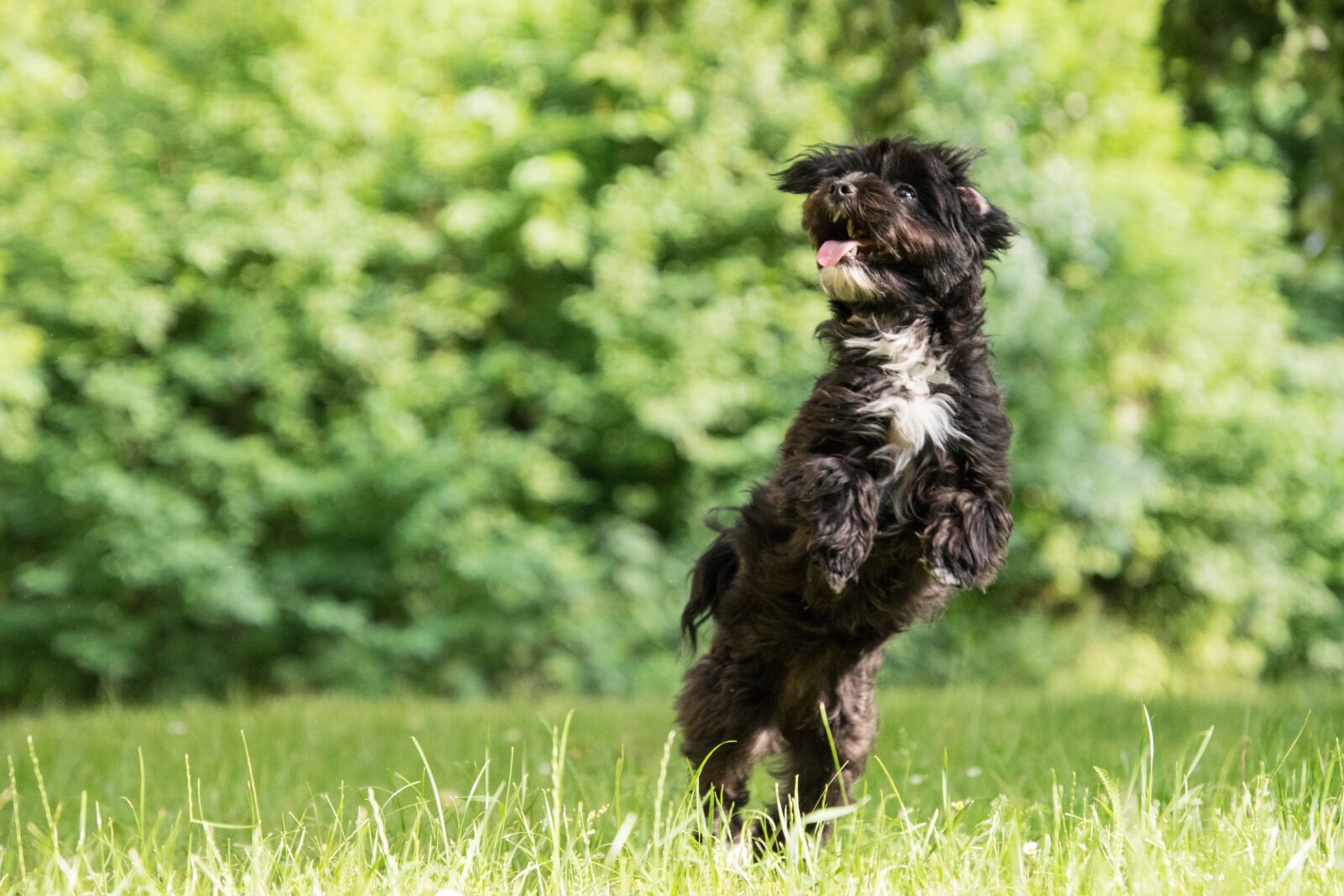 Nikon D3300 sample photo. Dog, play, jump photography