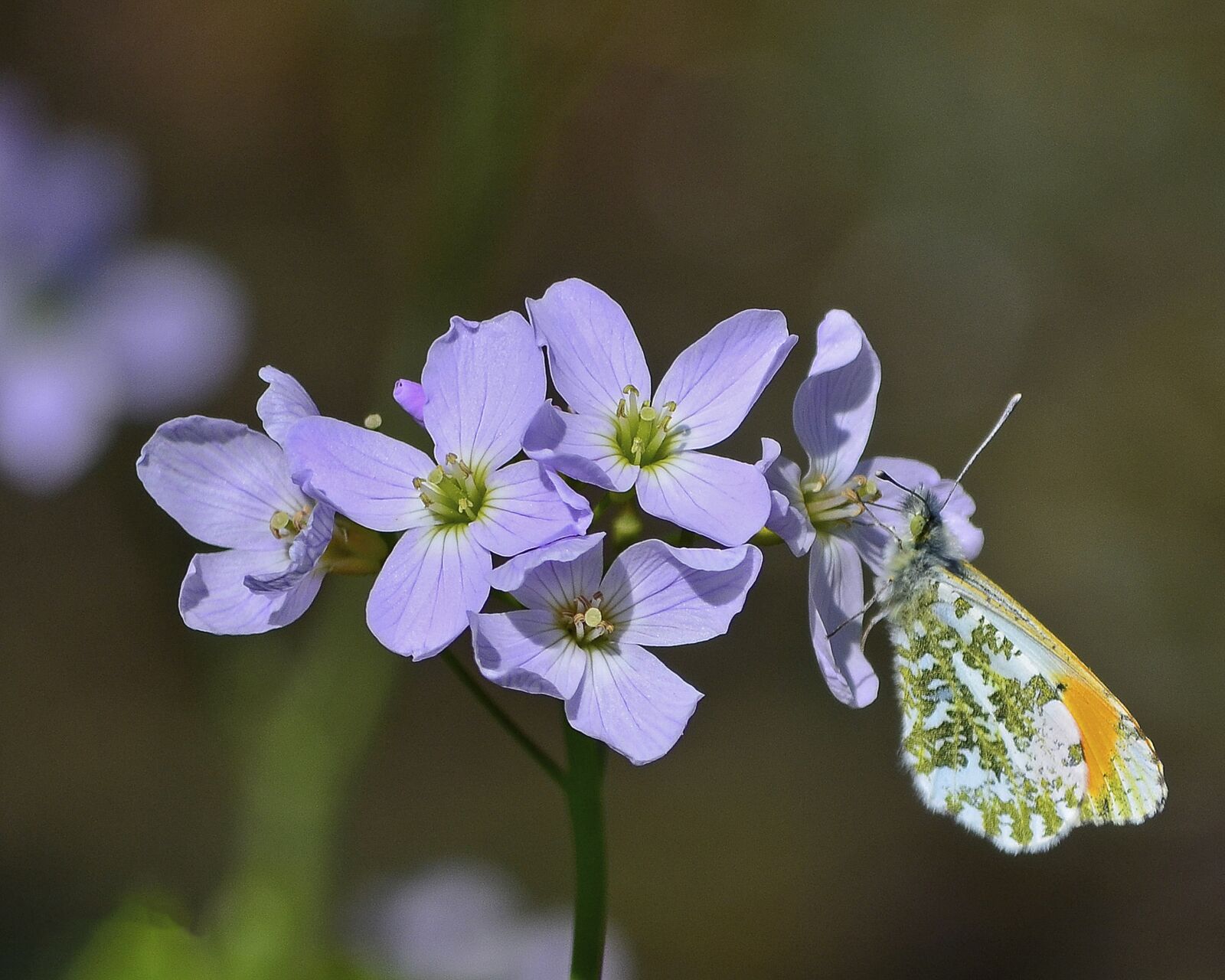 Nikon D5100 sample photo. Butterfly, orange, tip photography