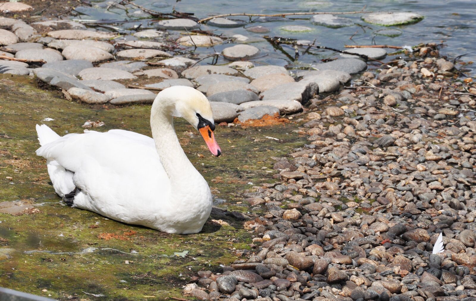 Nikon D5000 sample photo. Summer, birds, nature photography