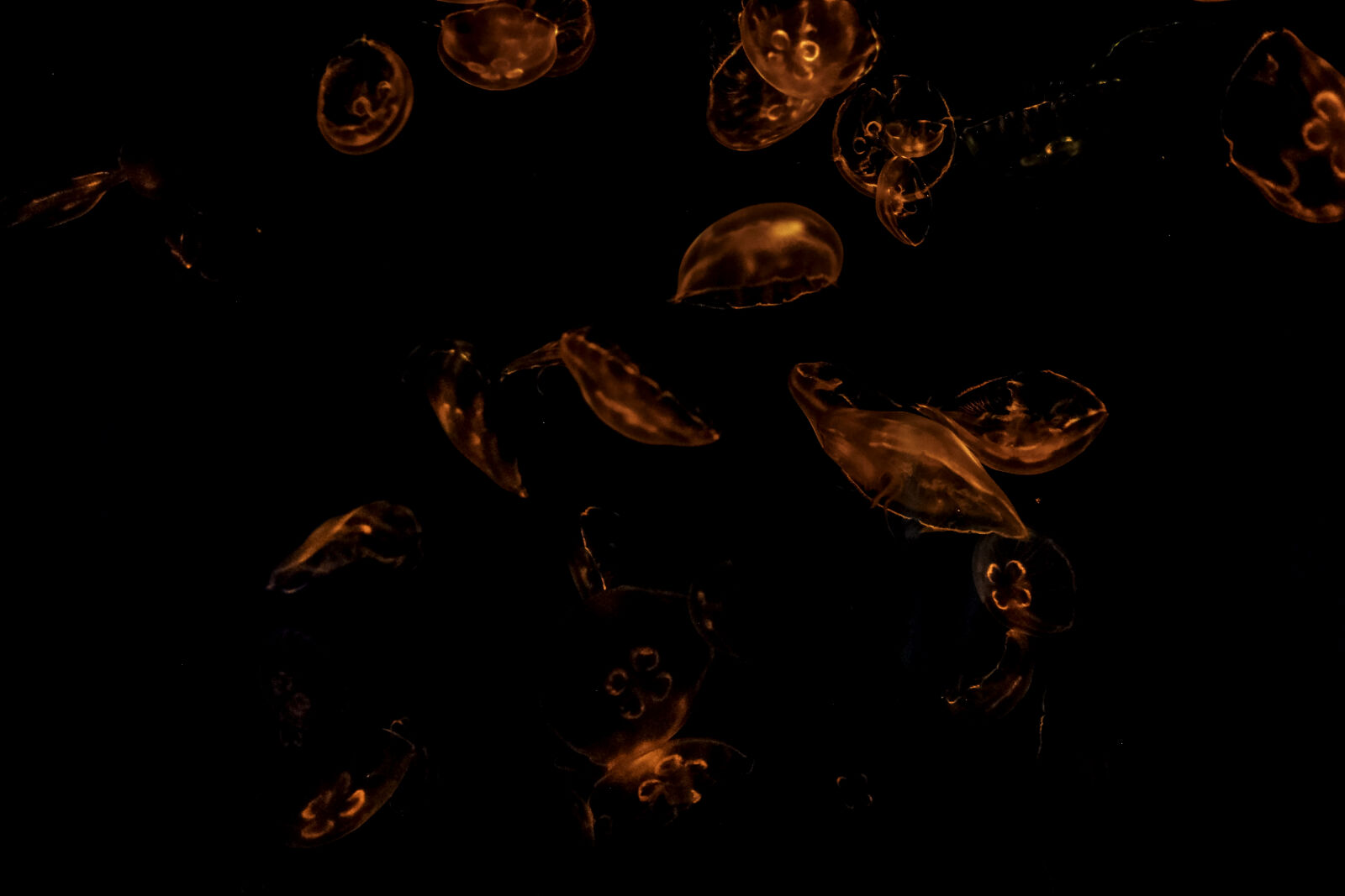 Fujifilm XF 23mm F1.4 R sample photo. Dark, image, jellyfishes, motion photography