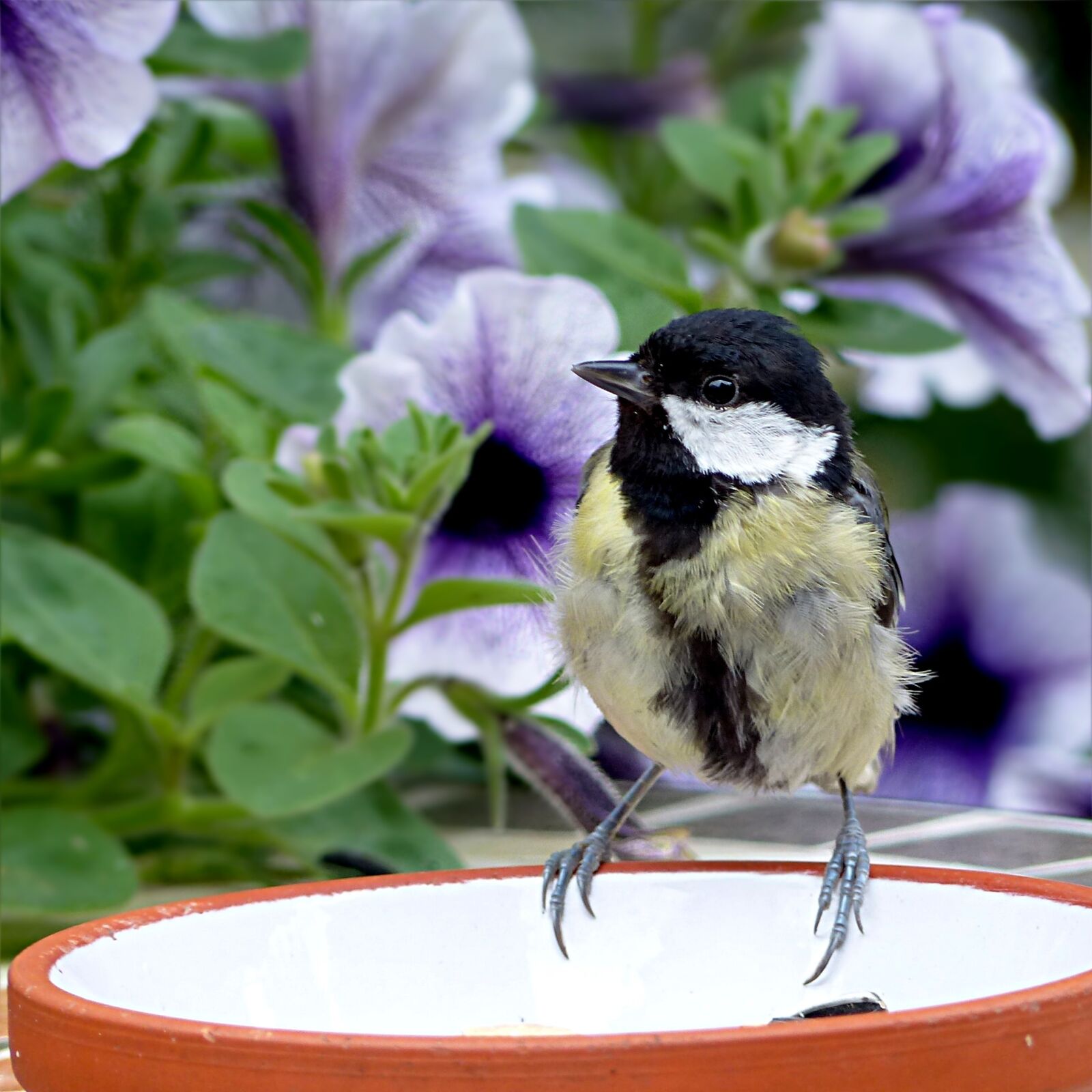 Panasonic Lumix DMC-FZ200 sample photo. Animal, bird, tit photography