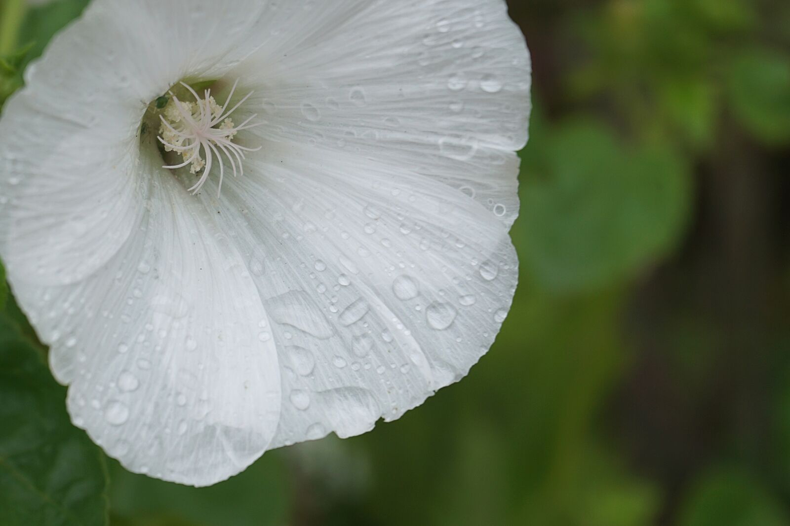 Sony a6000 sample photo. Flower, bindweed, raindrops photography