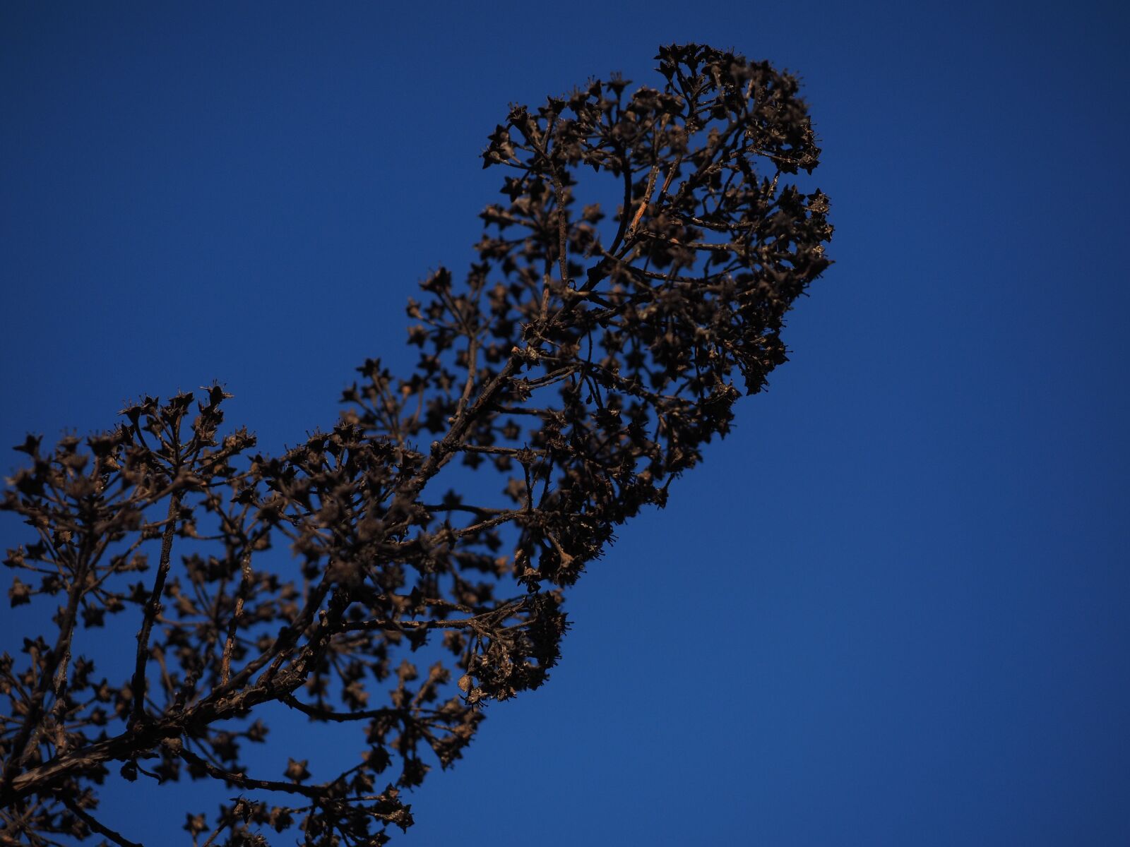 Olympus OM-D E-M1 + Olympus M.Zuiko Digital ED 12-40mm F2.8 Pro sample photo. Ornamental shrub, withered, dry photography