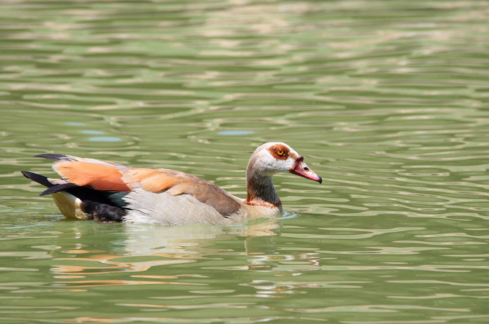 Canon EOS 400D (EOS Digital Rebel XTi / EOS Kiss Digital X) sample photo. Duck, goose, egyptians goose photography