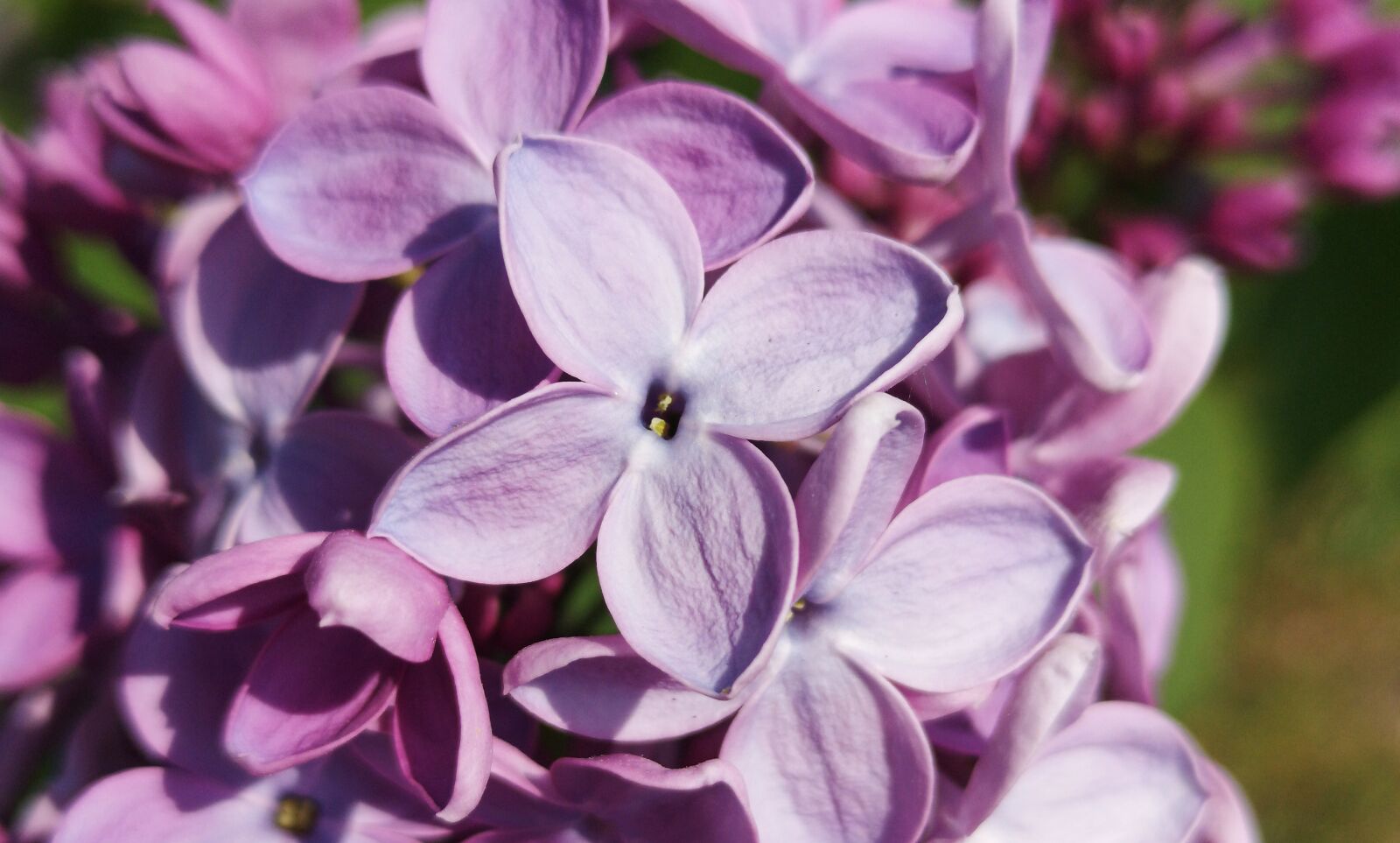 HUAWEI CLT-L29 sample photo. Lilac, purple, spring photography